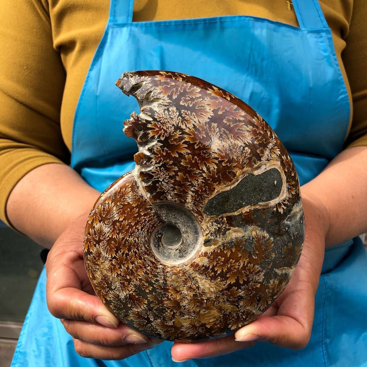 2pcs 3.47LB Natural Beautiful Ammonite Fossil Conch Crystal Specimen Healing
