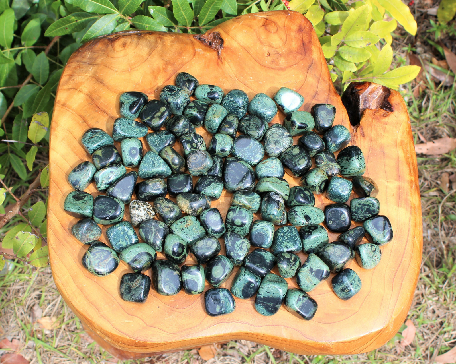 Kambaba Jasper Tumbled: Choose How Many Pieces (Tumbled Crocodile Jasper)