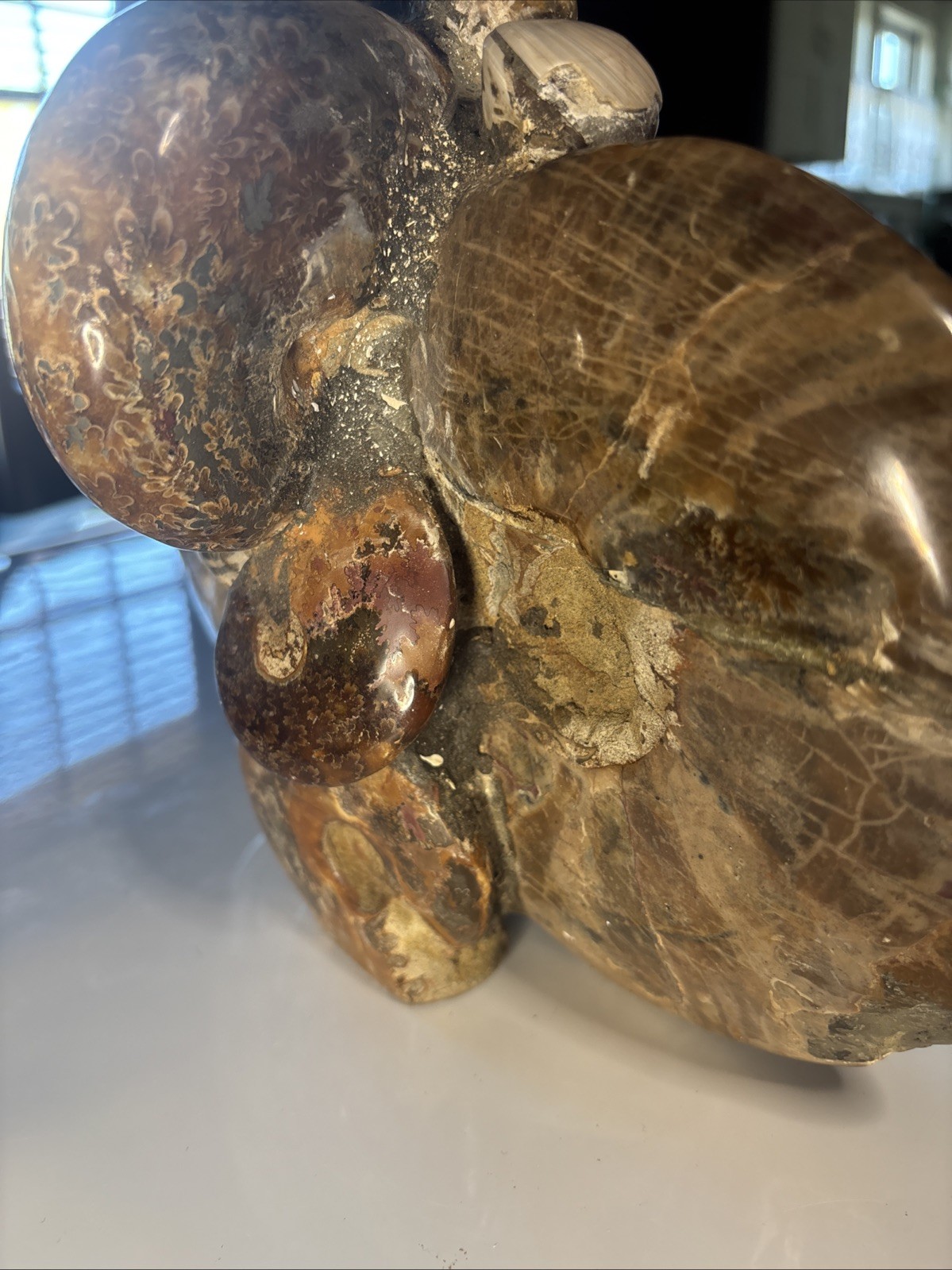 Ancient Statue Fossil Ammonite Rock Prehistoric Specimen 11lbs. Fossil3 X1