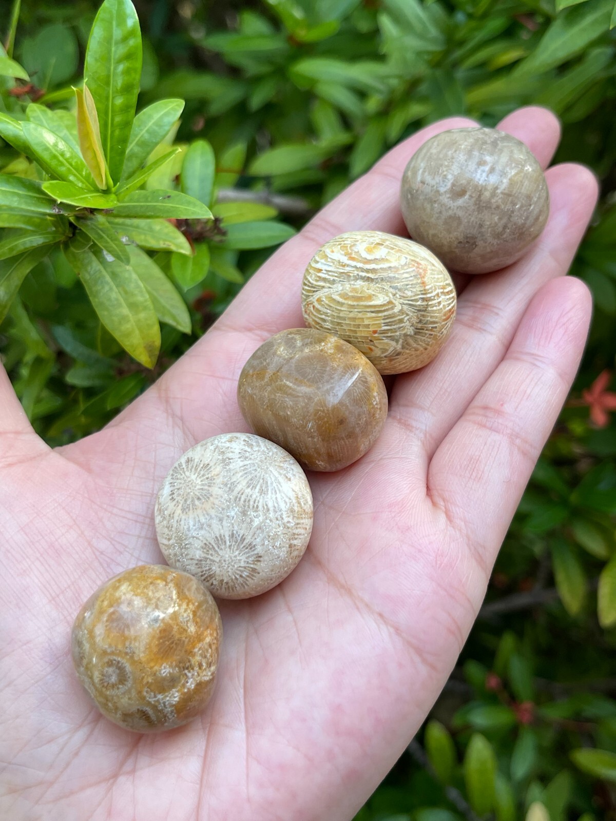 Grade A++ Fossil Coral Tumbled Stone, 0.85-1″ Tumbled Fossil Coral,Pick How Many
