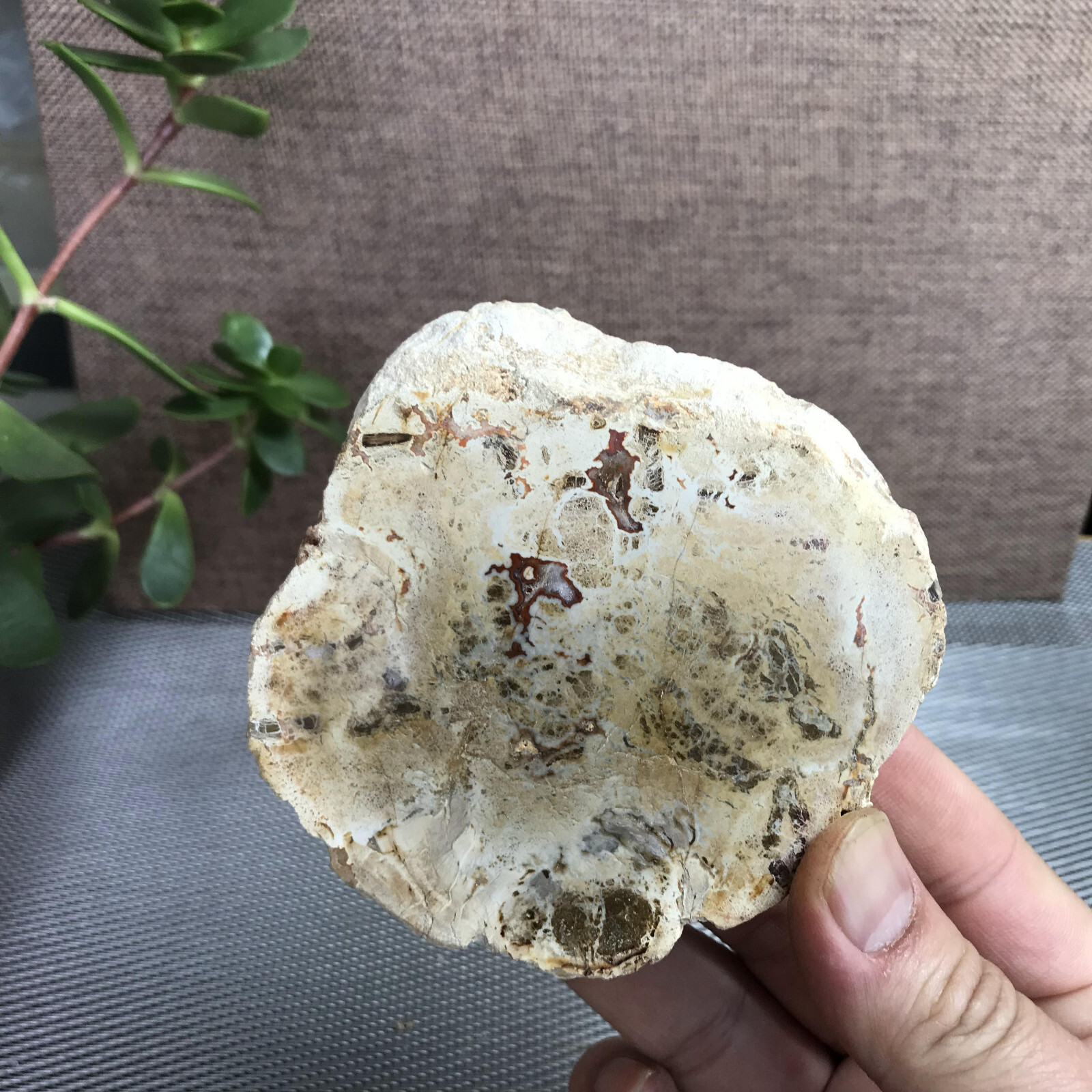 Top 95mm Natural Petrified Wood Crystal Rough Slice Madagascar 219g A1390