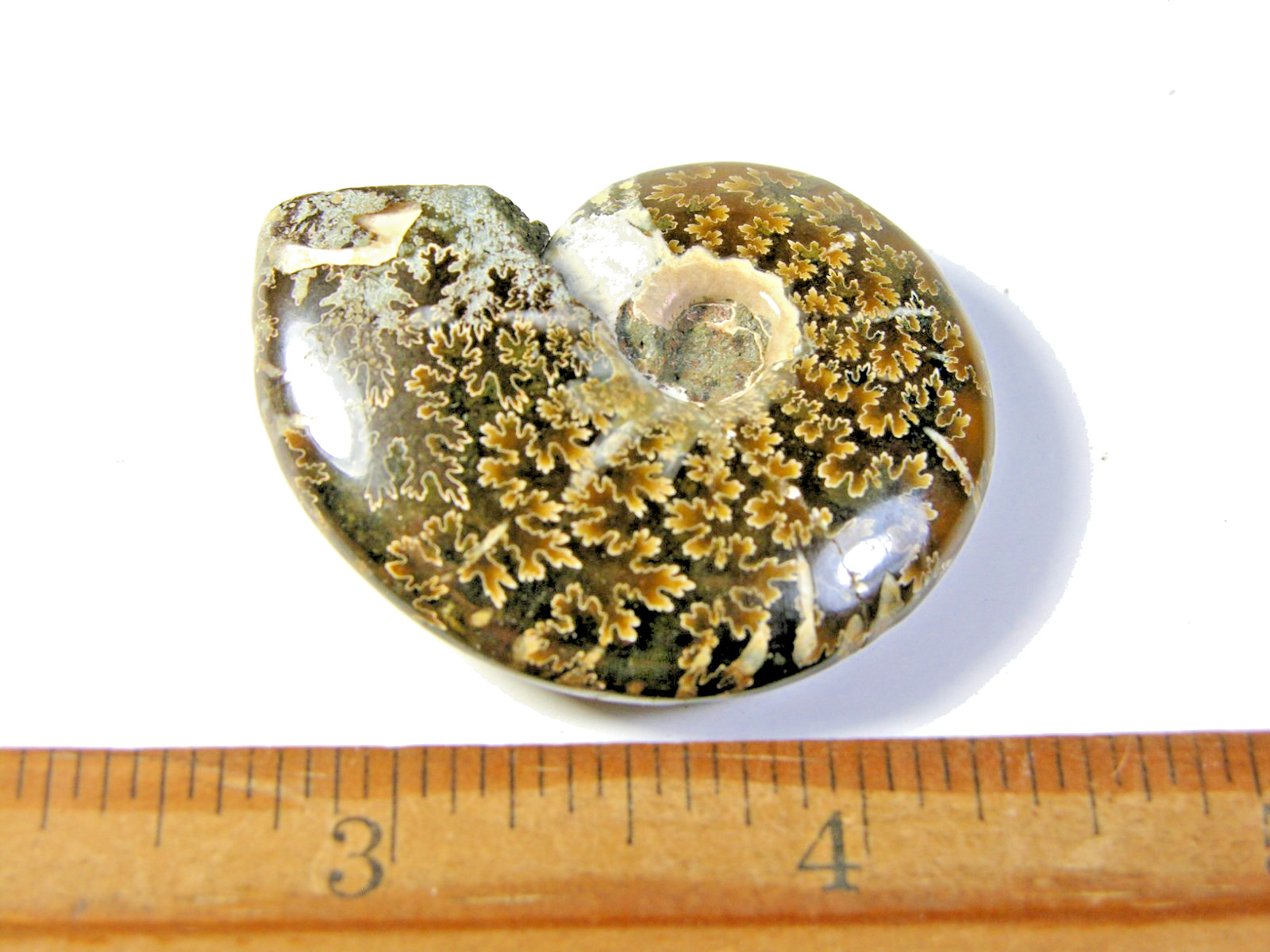 Ammonite fossil polished 2x 1 1/2″ + showing suture lines Madagascar ms69