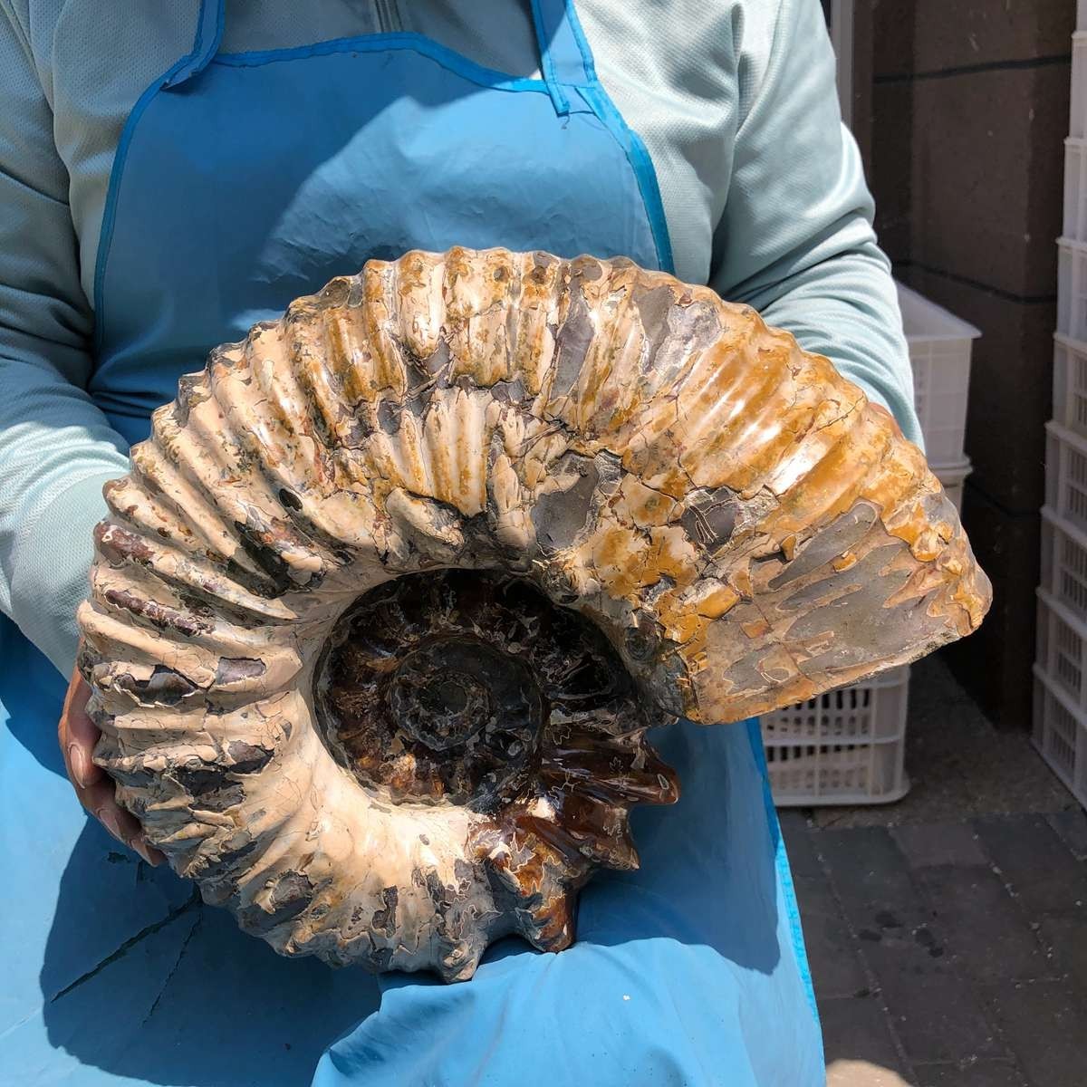 19.97LB Natural Beautiful Ammonite Fossil Conch Crystal Specimen Healing 5387