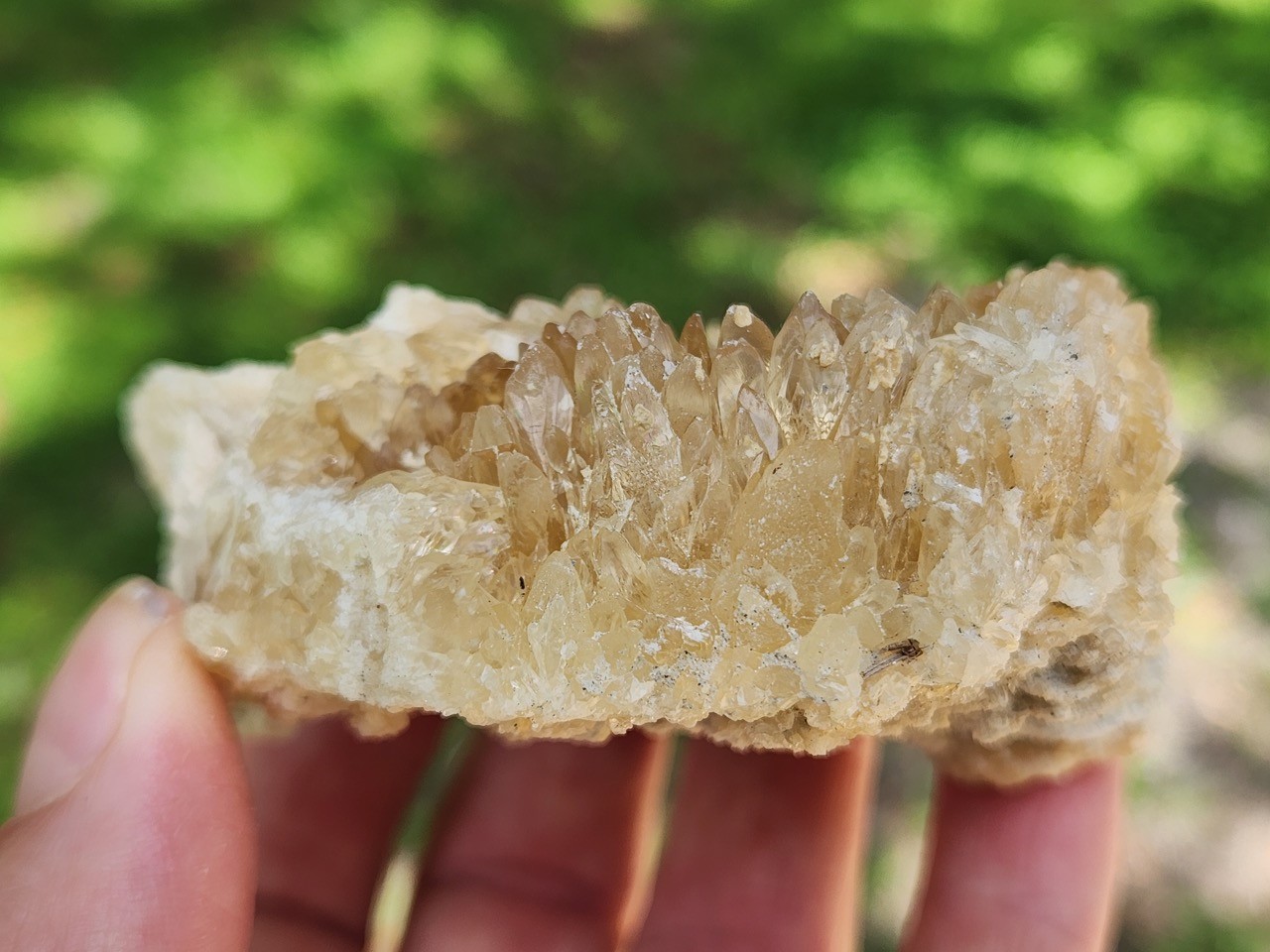 Calcite WHELK Shell Fossil Rucks Pit Florida dogtooth UV crystal honey cluster