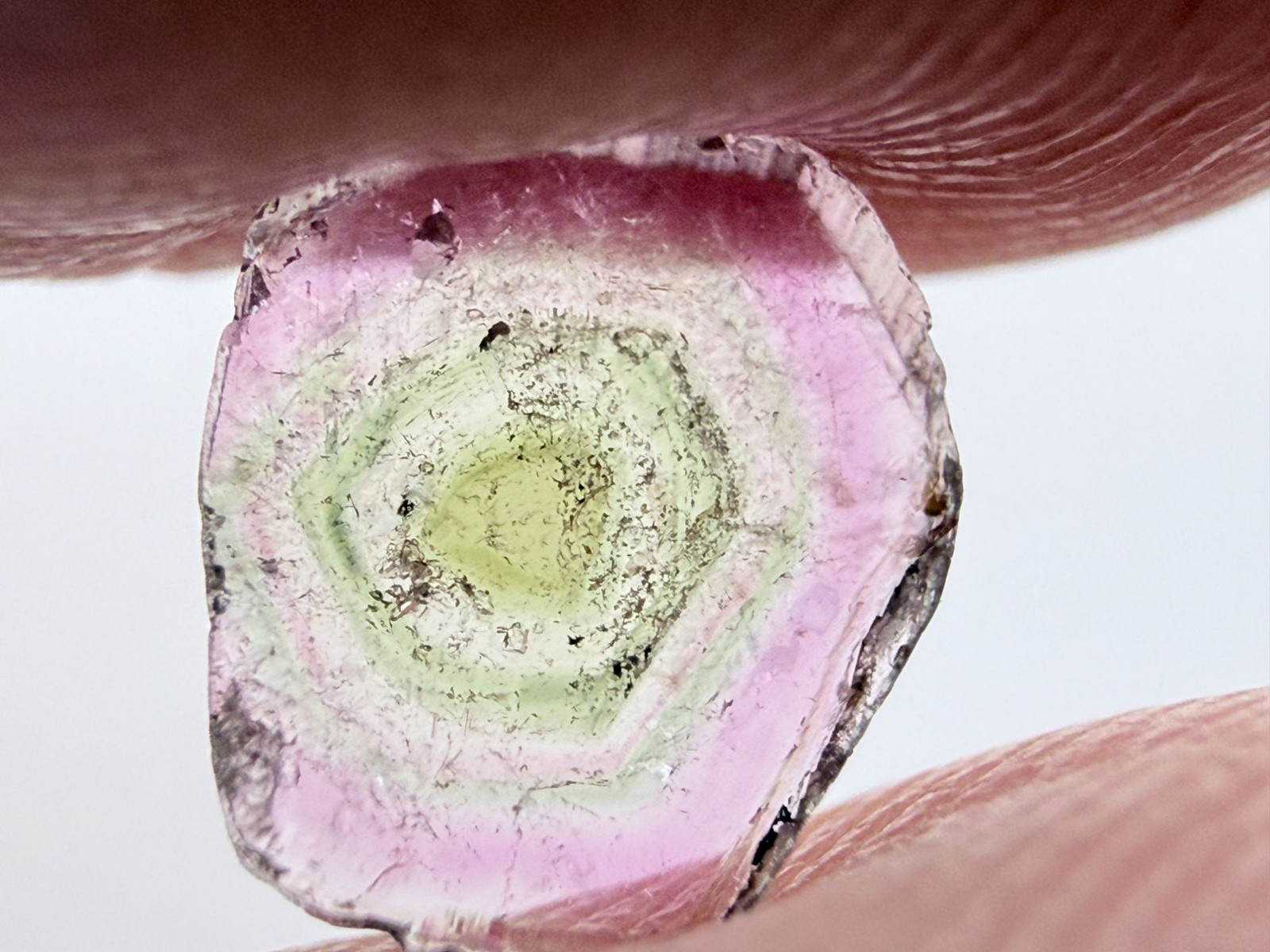 Watermelon Tourmaline Slice Specimen .835 ct 7.35mm Max Length Natural Shape