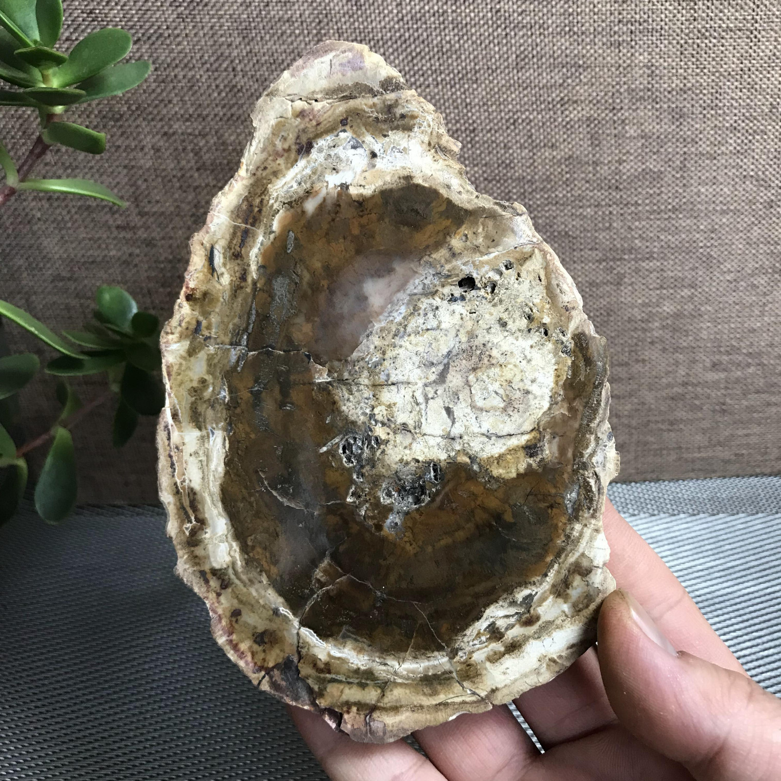 Top 148mm Natural Petrified Wood Crystal Rough Slice Madagascar 361g A1409