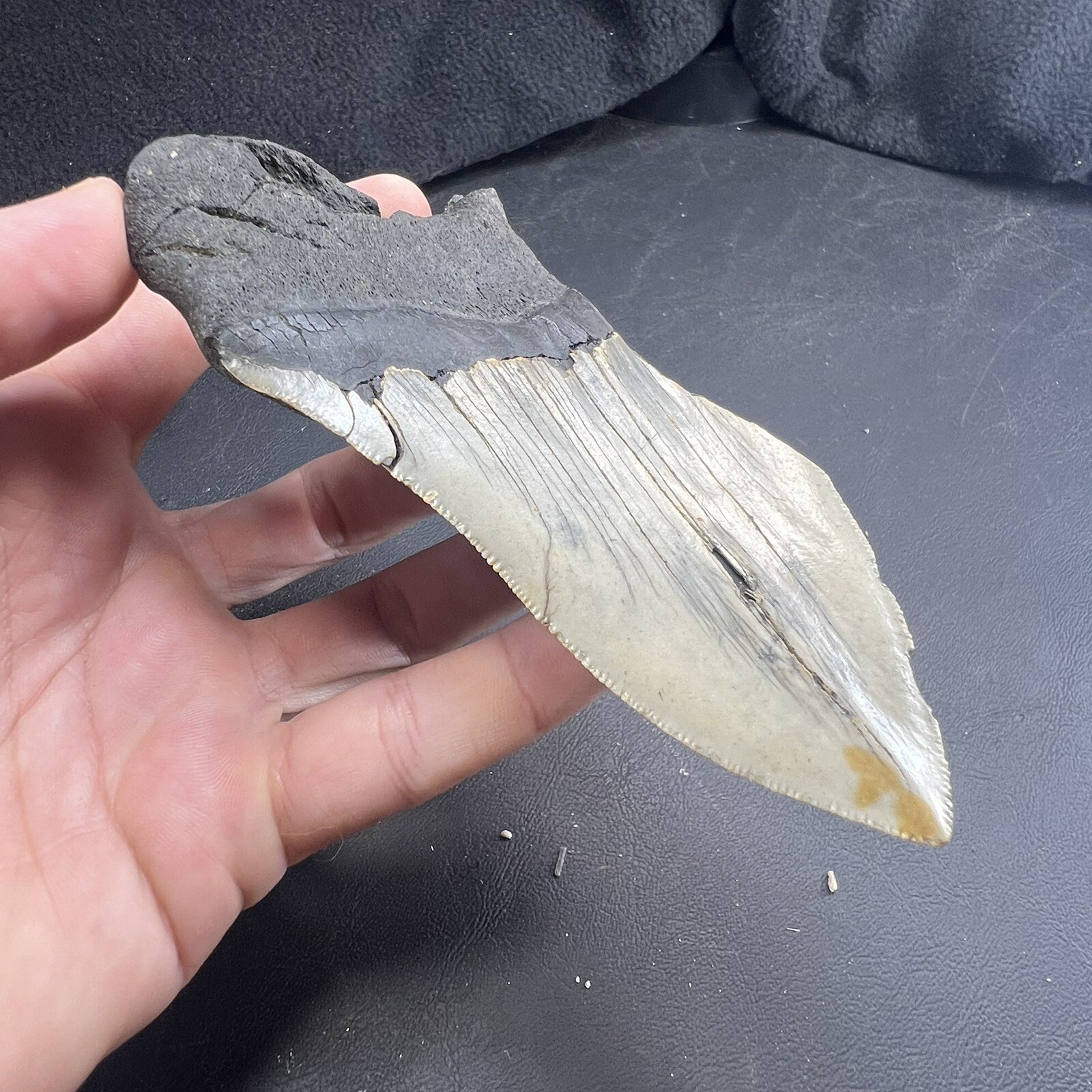 Megalodon Shark Tooth Fossil  North Carolina Coast Megaladon Megladon Meglodon