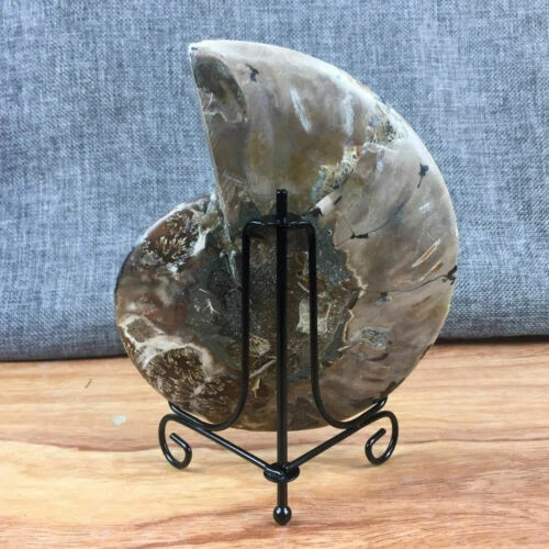 top! Natural ammonite fossil conch Crystal specimen healing+stand 1PC 200g+