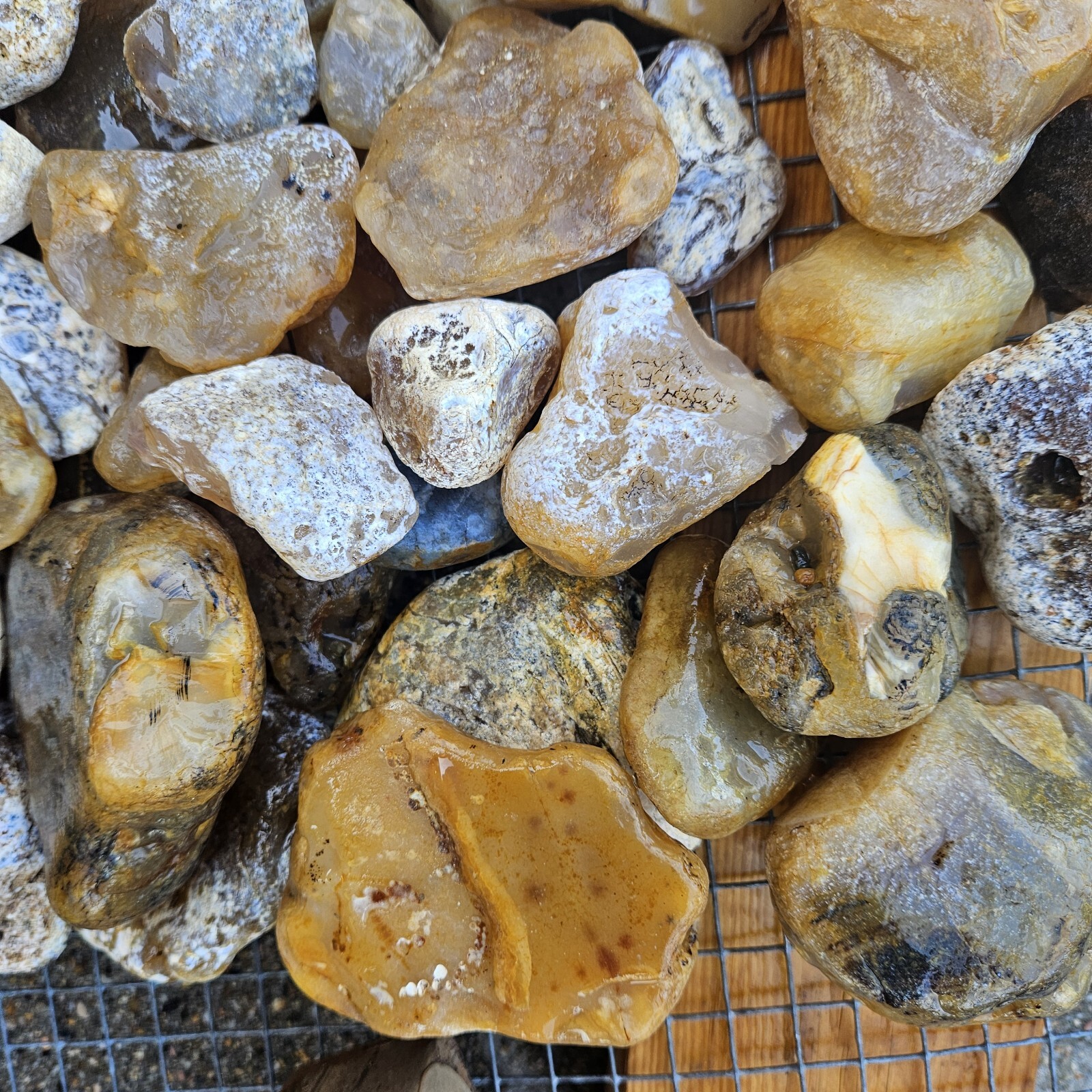 Montana Agate. Tumbling / Cutting Rough. 15 lb. lot. SHIPS FREE!