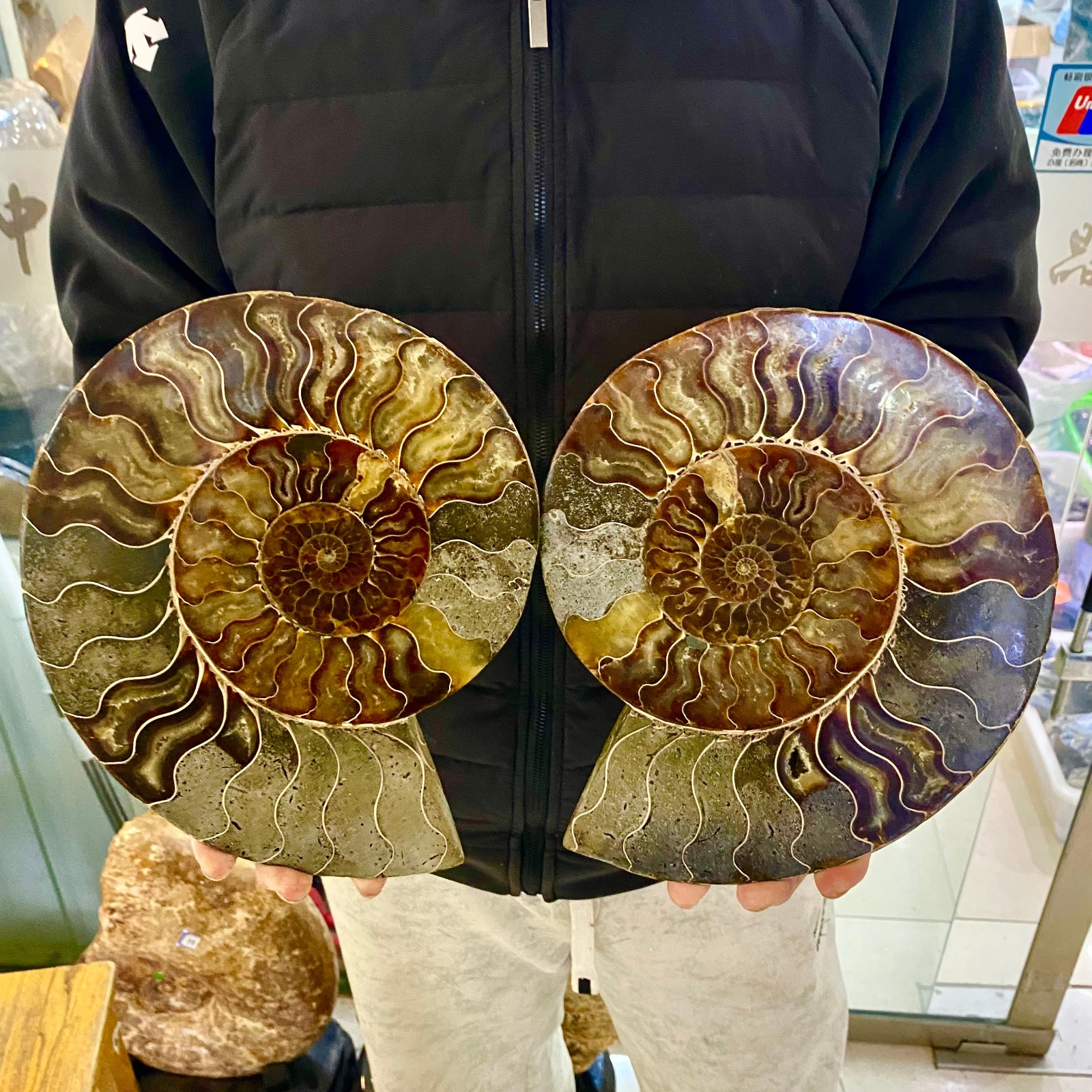 10LB A pair Natural Fossil Snail Agate Fancy Cabochon Gemstones
