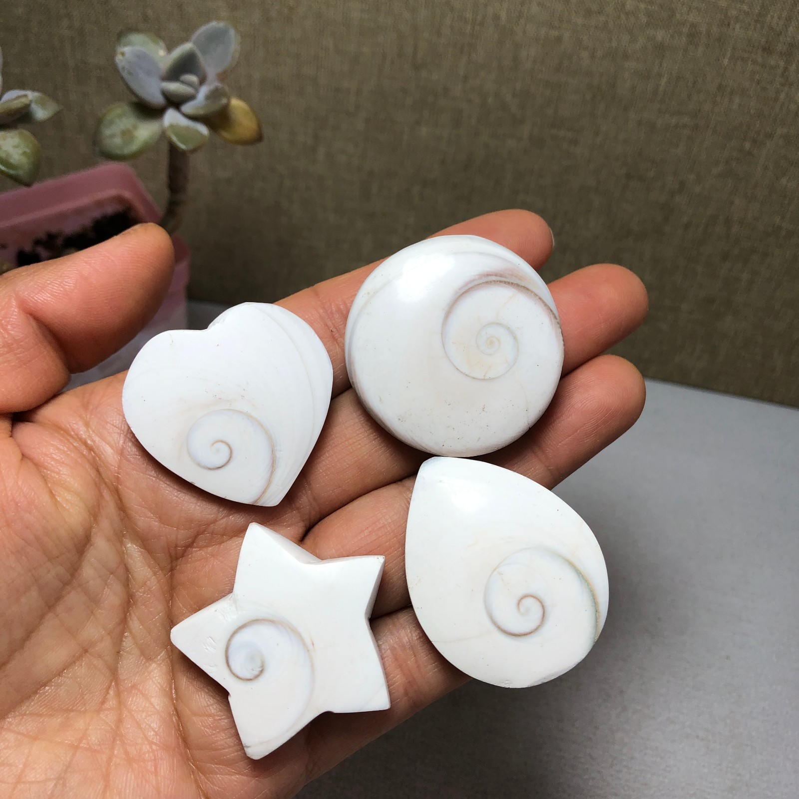 4pcs Rare sun shell Reiki Shiva Eye ocean semi-precious stone 75g A2758
