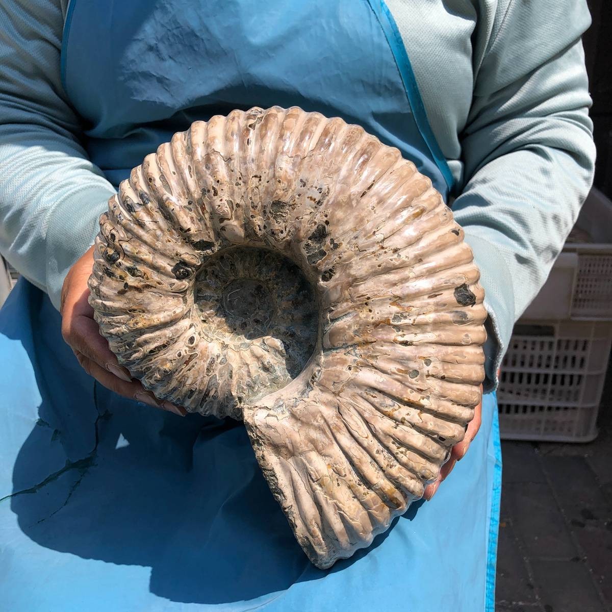 10.86LB Natural Beautiful Ammonite Fossil Conch Crystal Specimen Healing 5378