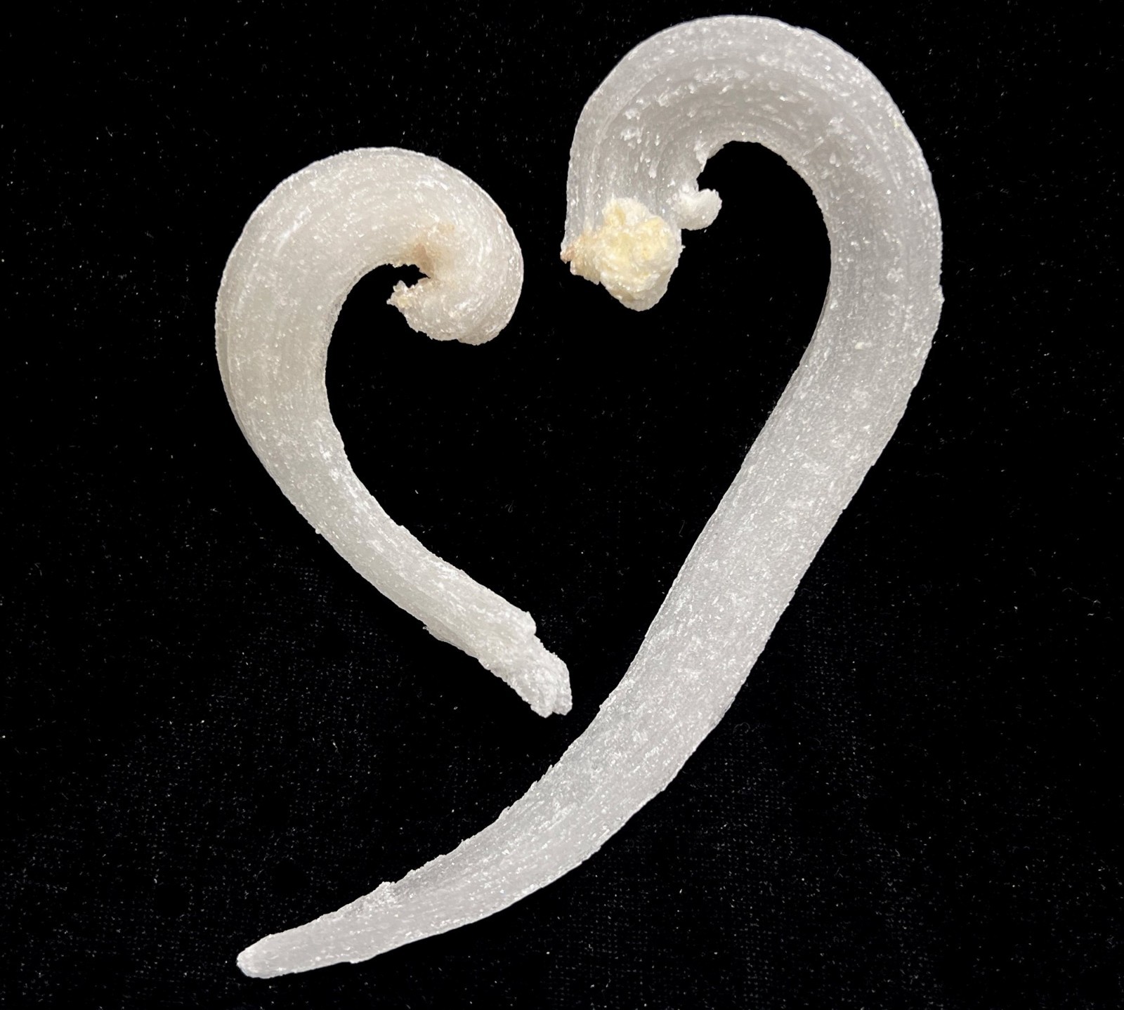 2pcs ‘Ram’s Horn’ shape Selenite (Gypsum), 150mm & 87mm,Natural Mineral Specimen