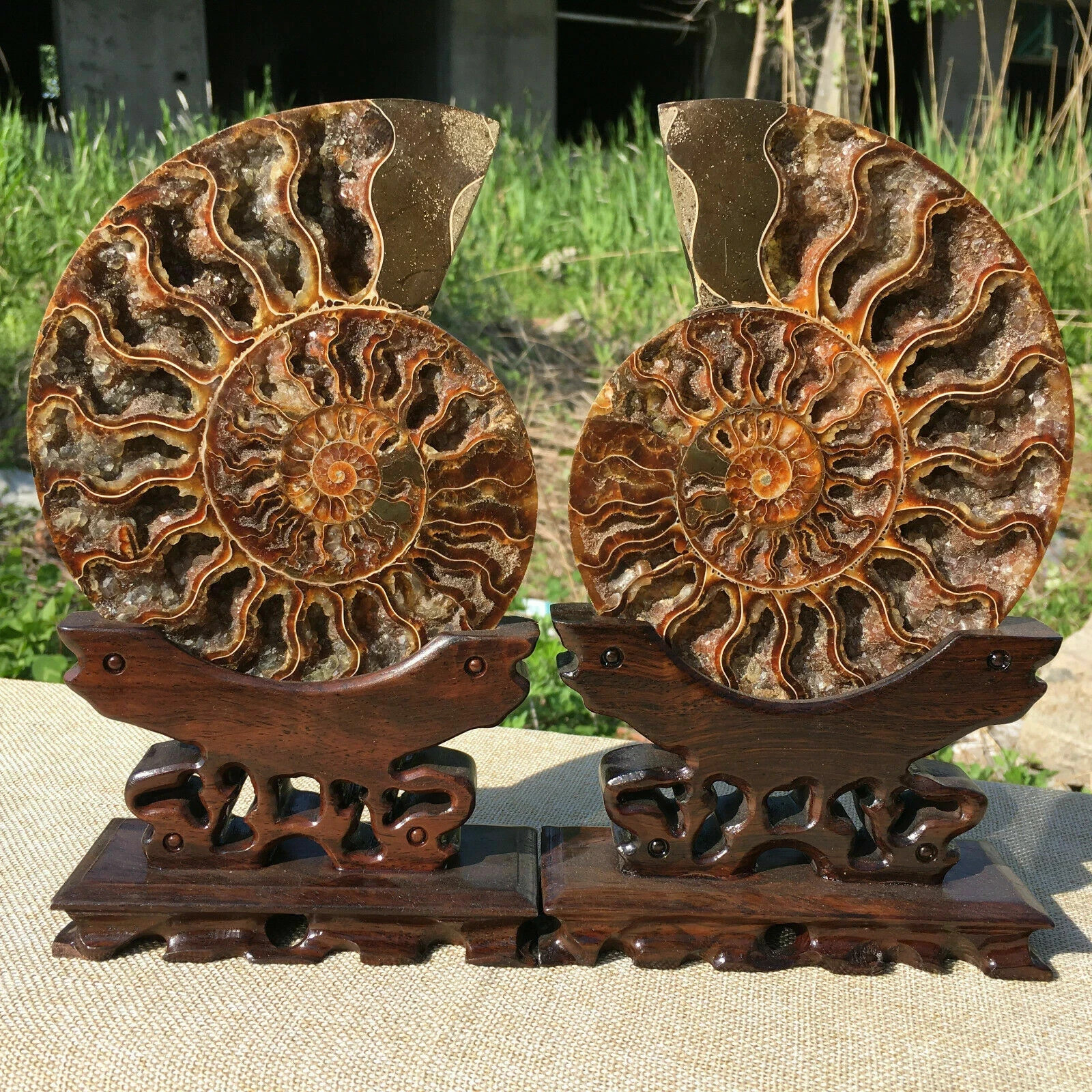 Natural ammonite fossil conch Crystal specimen healing+stand1PC