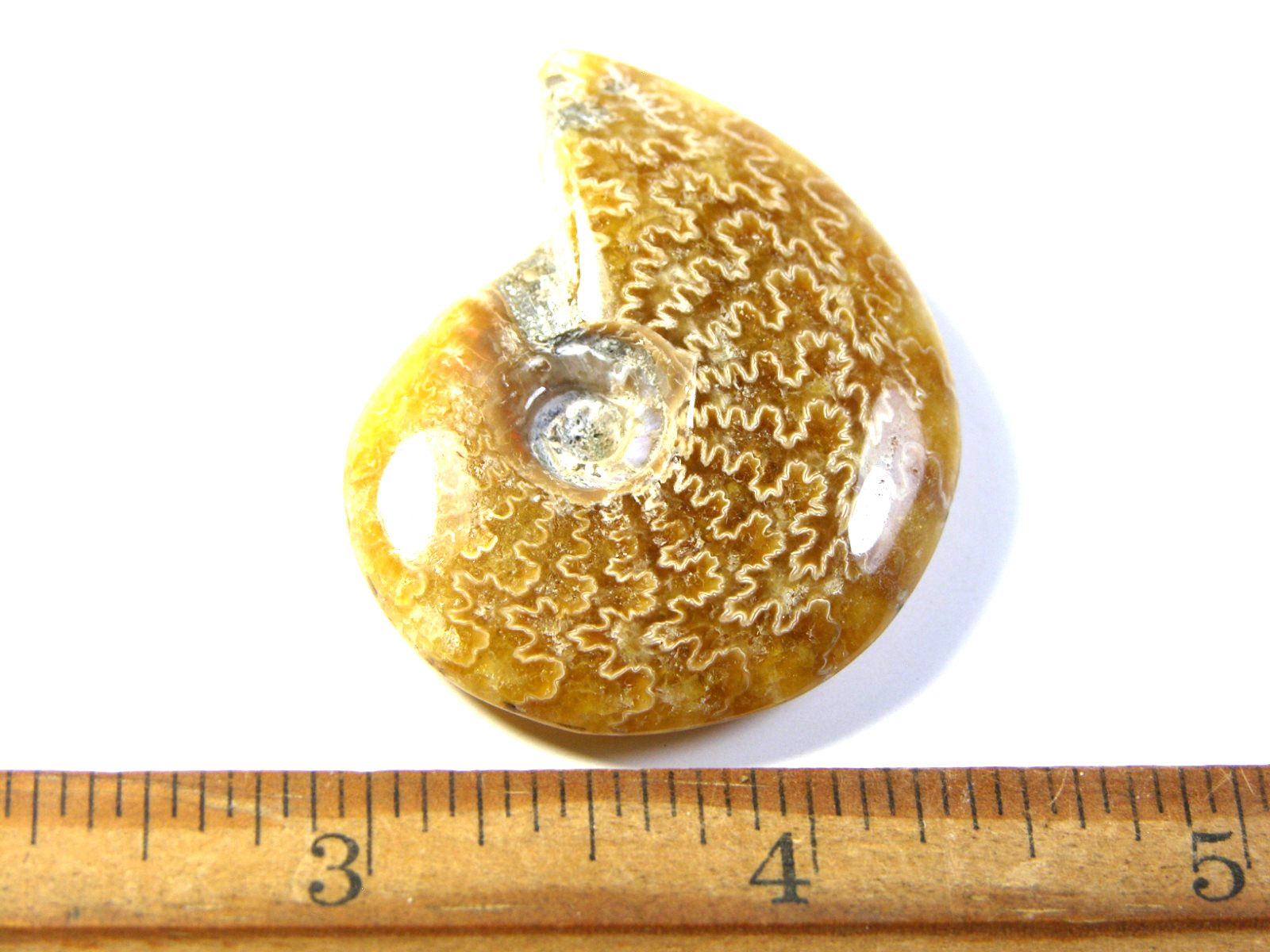 Ammonite fossil polished 1 1/2″ + showing suture &fire Madagascar ms42