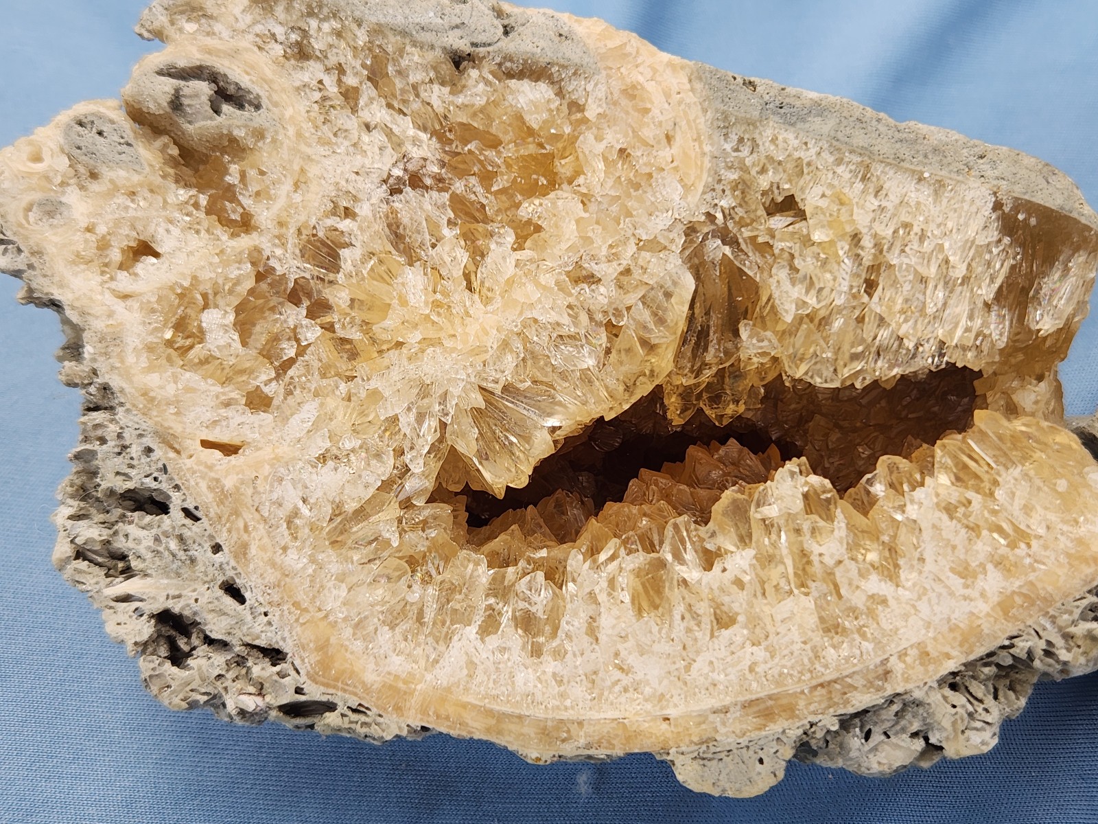 HUGE Calcite CRYSTAL WHELK Shell Fossil Rucks Pit Florida dogtooth CUT POLISHED