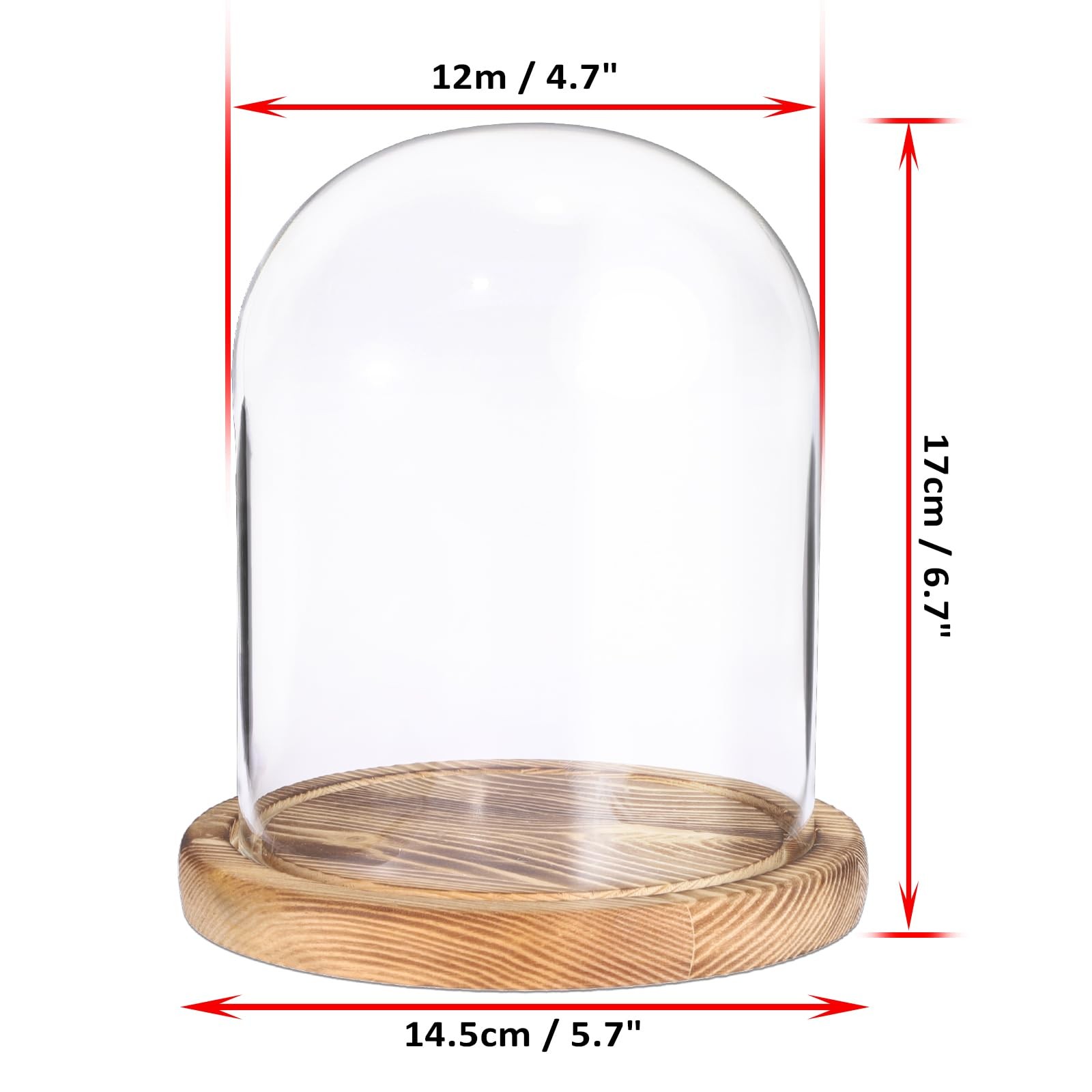 Glass Display Dome Cloche with Solid Wood Base, Clear Dome Bell Terrarium Jar…