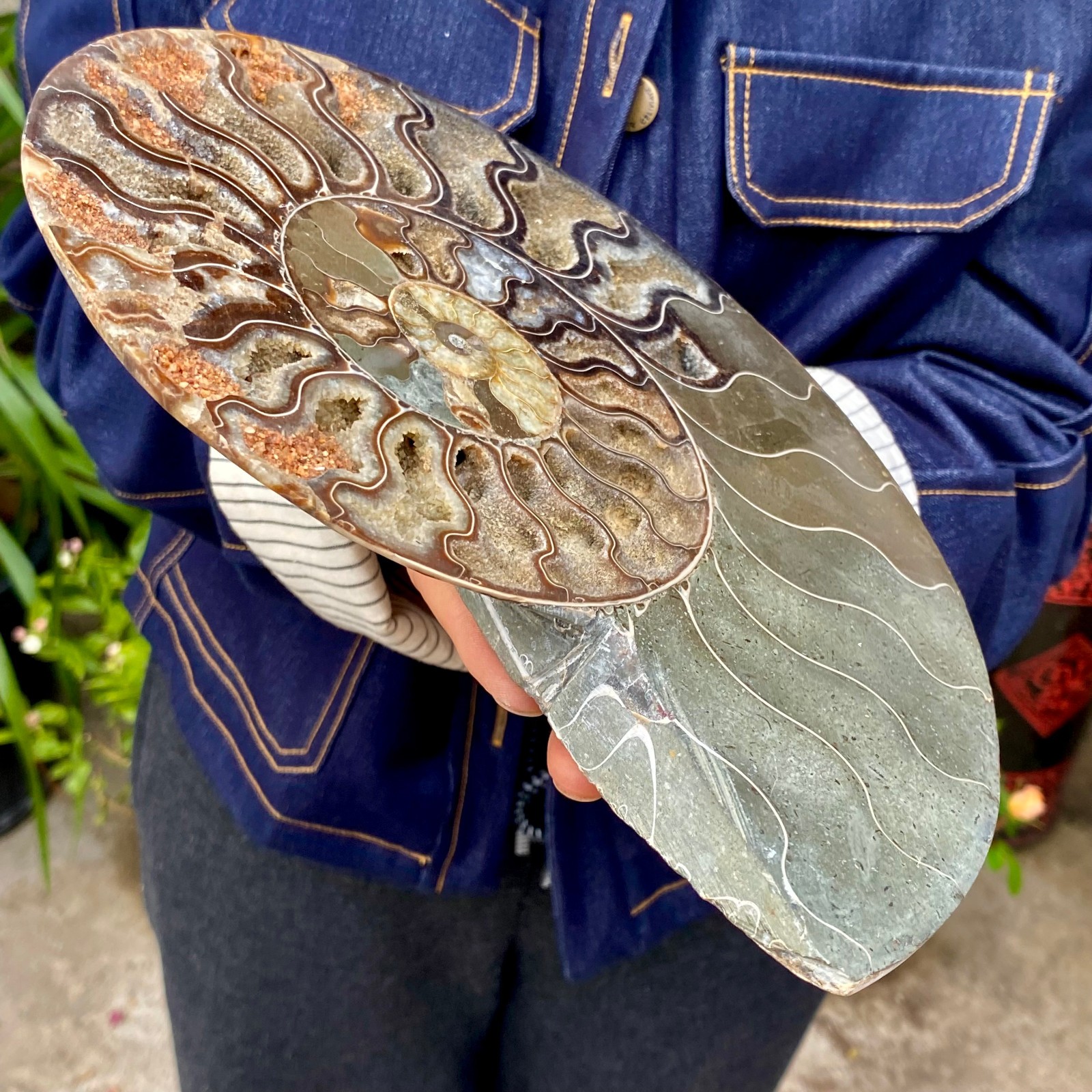 3.21LB Rare! Natural Tentacle Ammonite FossilSpecimen Shell Healing Madagascar