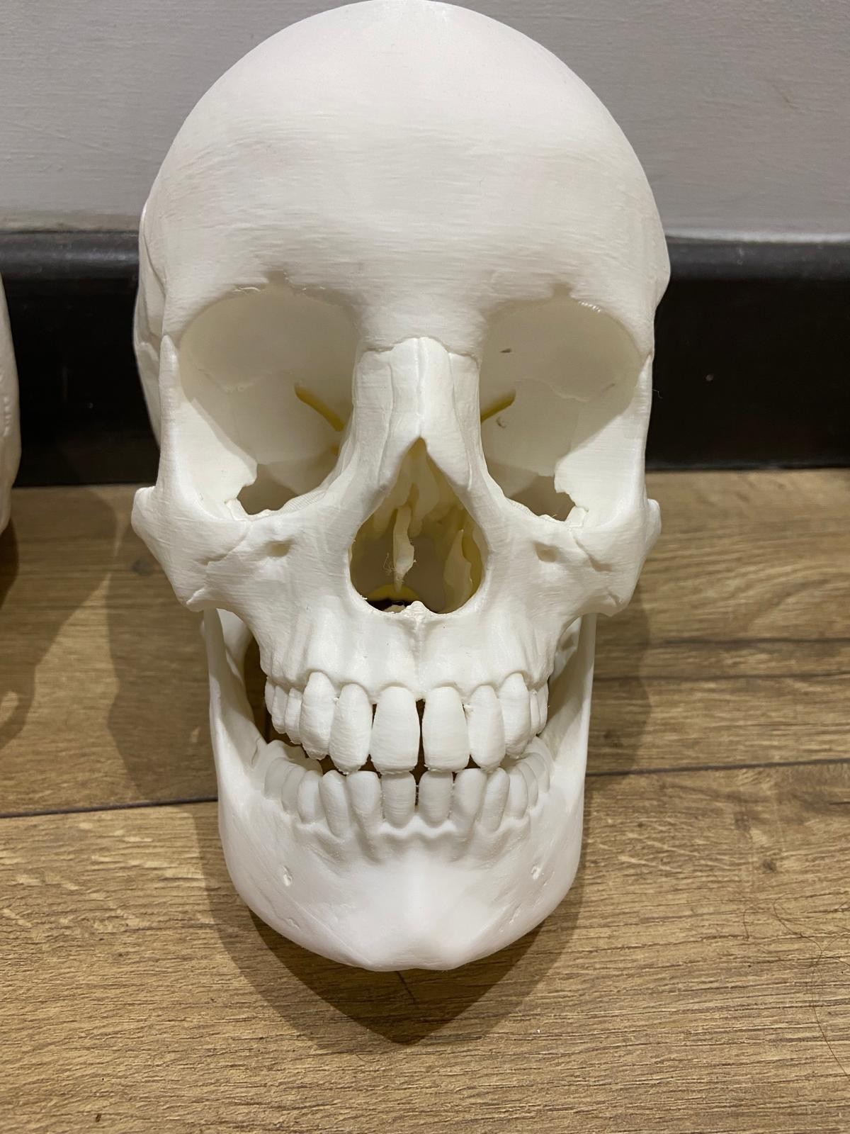 life Size Human Skull Replica 3D Printed Based on Real Anatomy Separat Jaw
