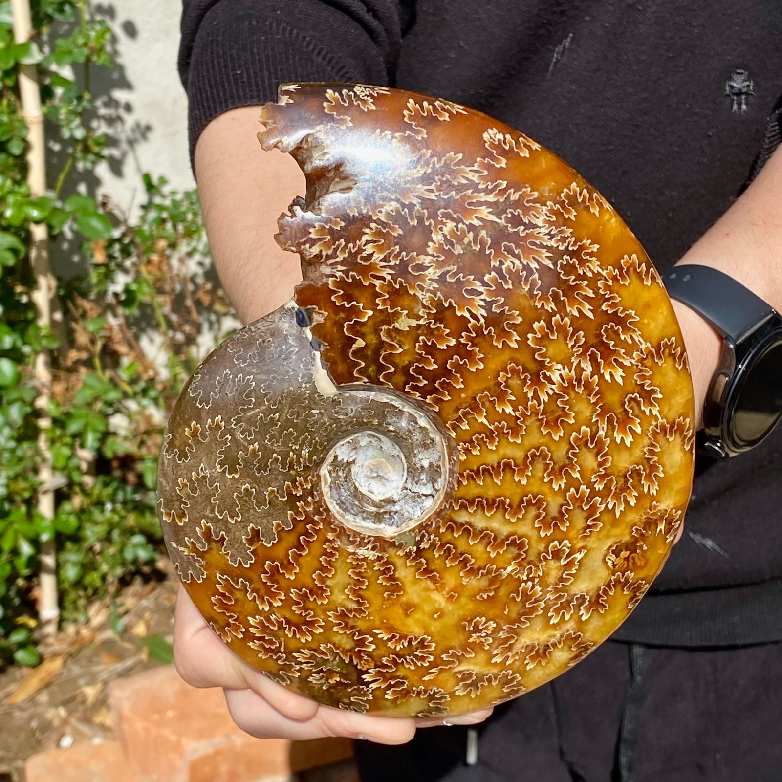 2.51LB Rare natural Natural conch fossil specimens of Madagascar