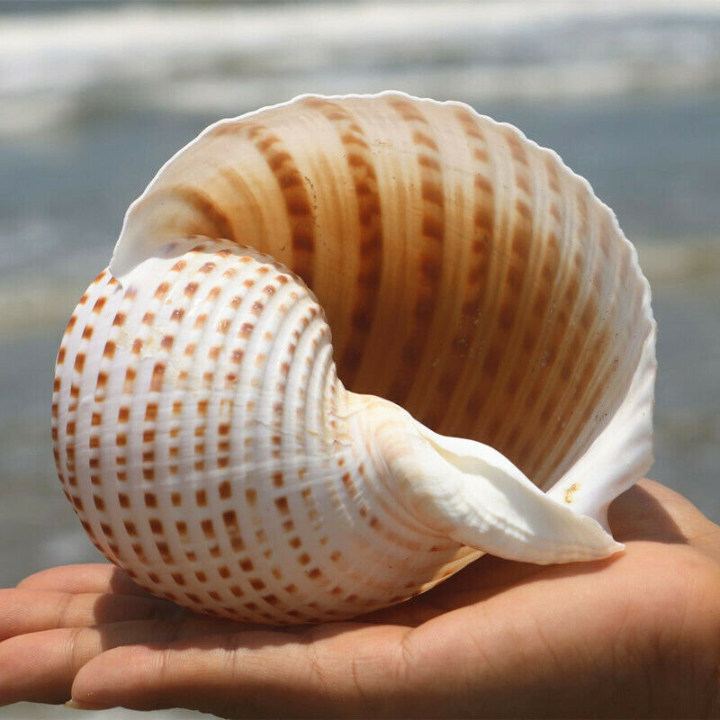 1pc Natural ROOSTER Conch Shell Sea Snail Aquarium Fish Tank Ornament Landscape