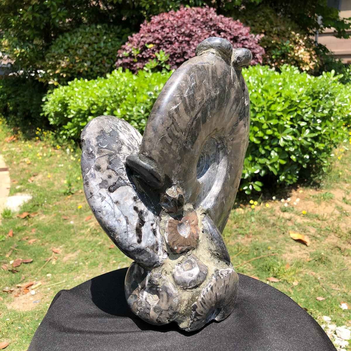 15.24LB Natural Beautiful Ammonite Fossil Conch Crystal Specimen Healing 5100
