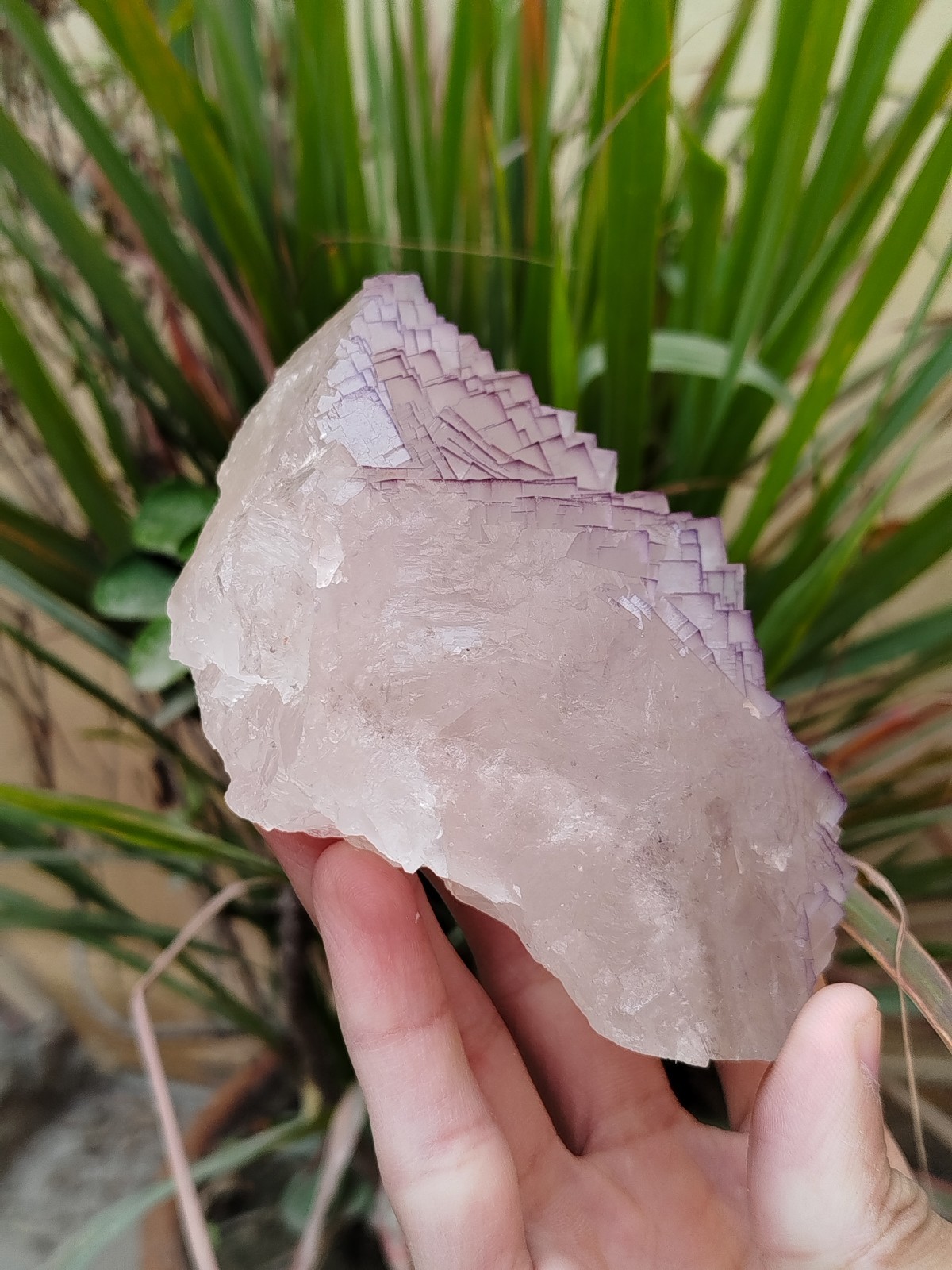 630g Natural Step Wise Cubic Fluorite Purple Lining Crystals Mineral Specimen