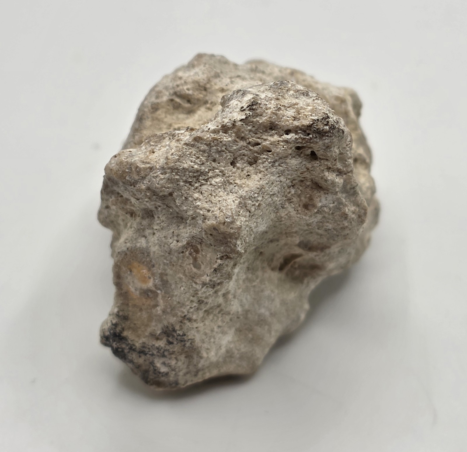 Rocks And Minerals: Shell Fossil 56 Grams