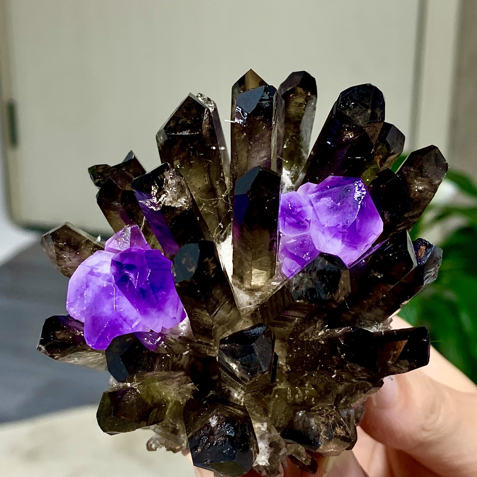 308G New Find black+purple Phantom Quartz Crystal Cluster Mineral Specimen