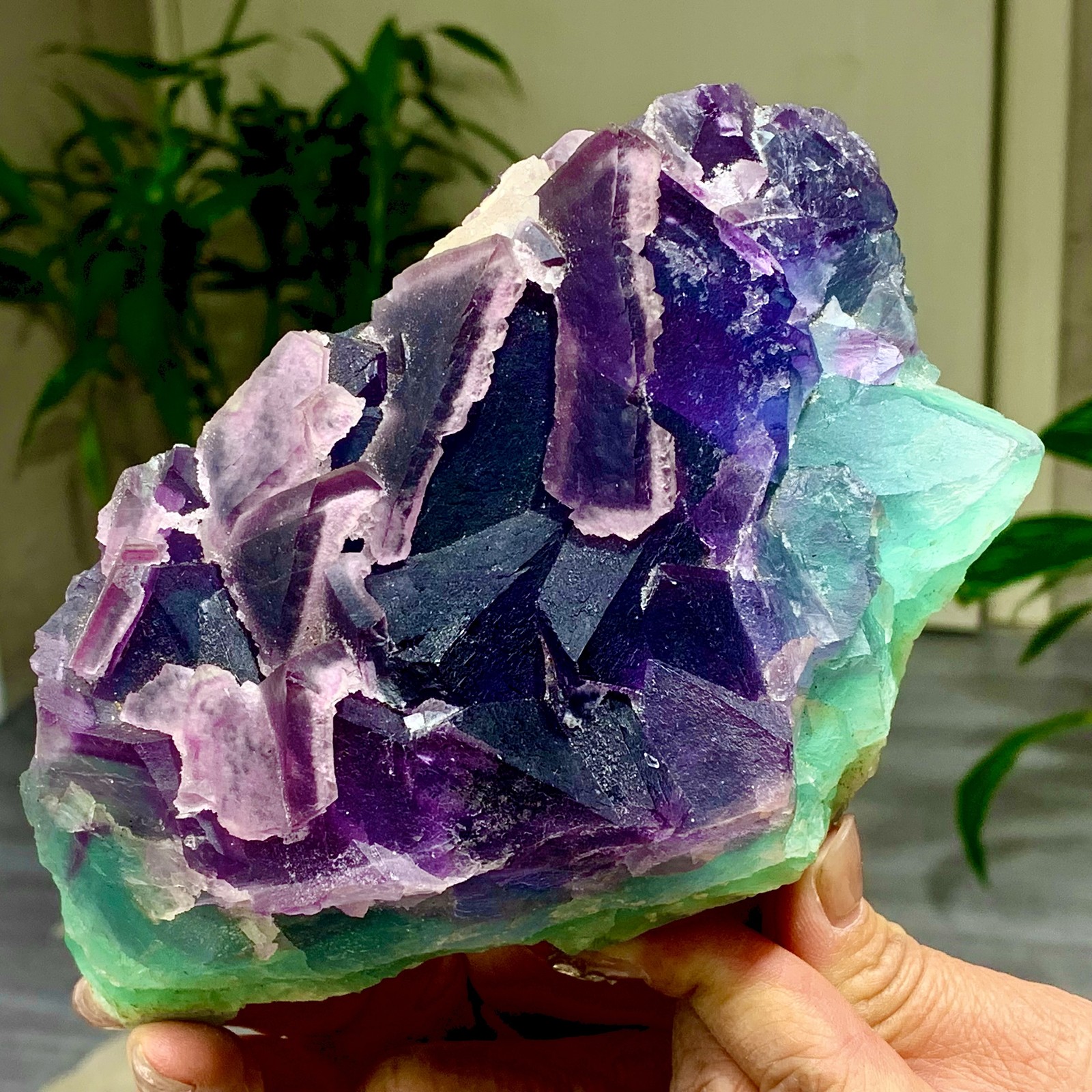 3.49LB Rare transparent purple-green cubic fluorite mineral crystal sample/China