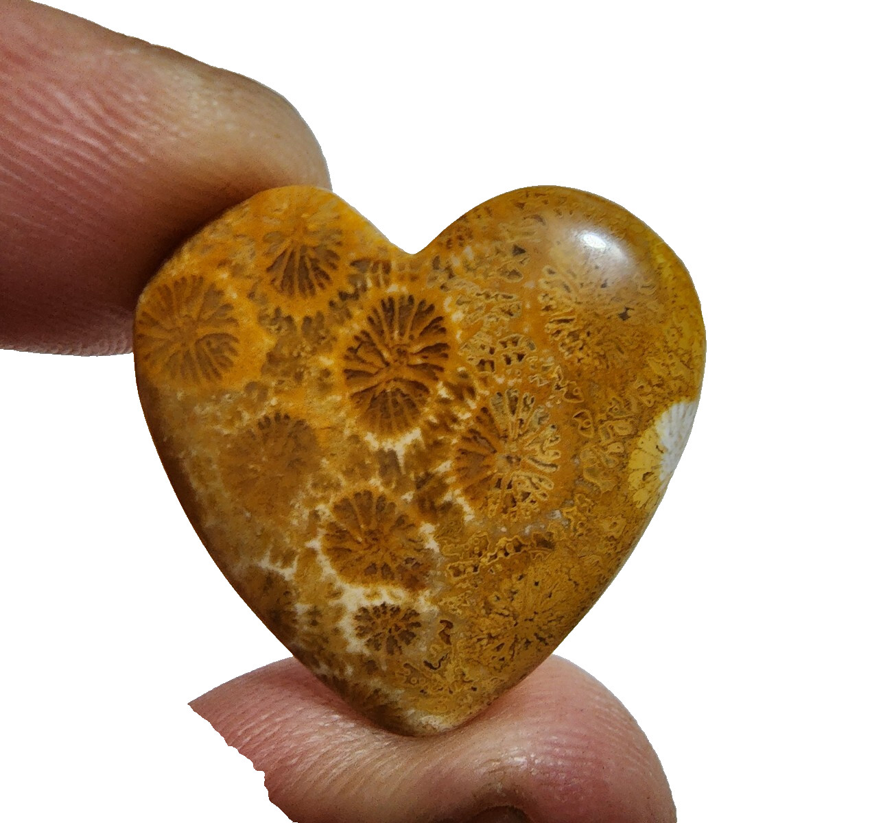 33 Crt Beautiful Yellow Fossil Coral Heart Shape Gemstone Cabochon For Jewelry
