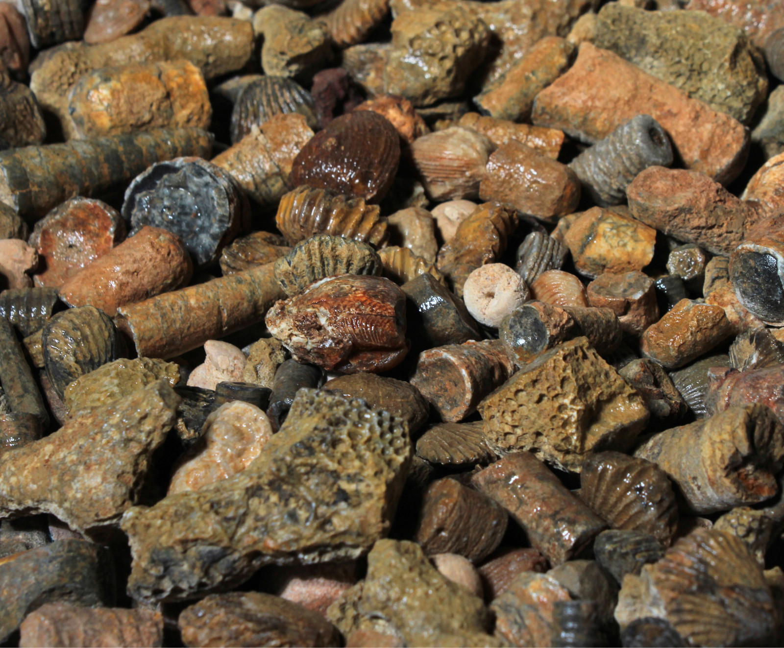 Fossil Mix – Rough Material for Tumbling – Bulk Wholesale 1LB options
