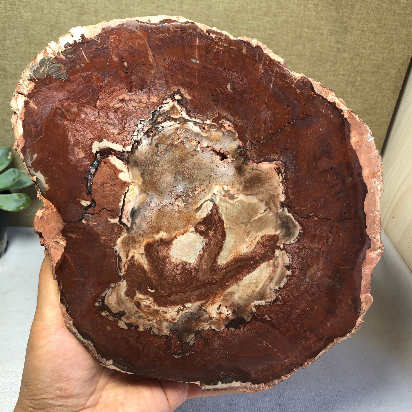 1.64kg natural Beautiful Petrified Wood Crystal mineral Slice Specimens g7687