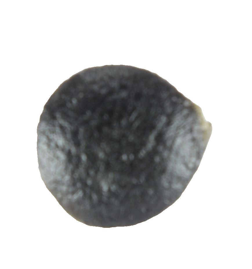 Australite Tektite, Sandpit nr Port Campbell. Victoria Australia (EA10444) Boxed