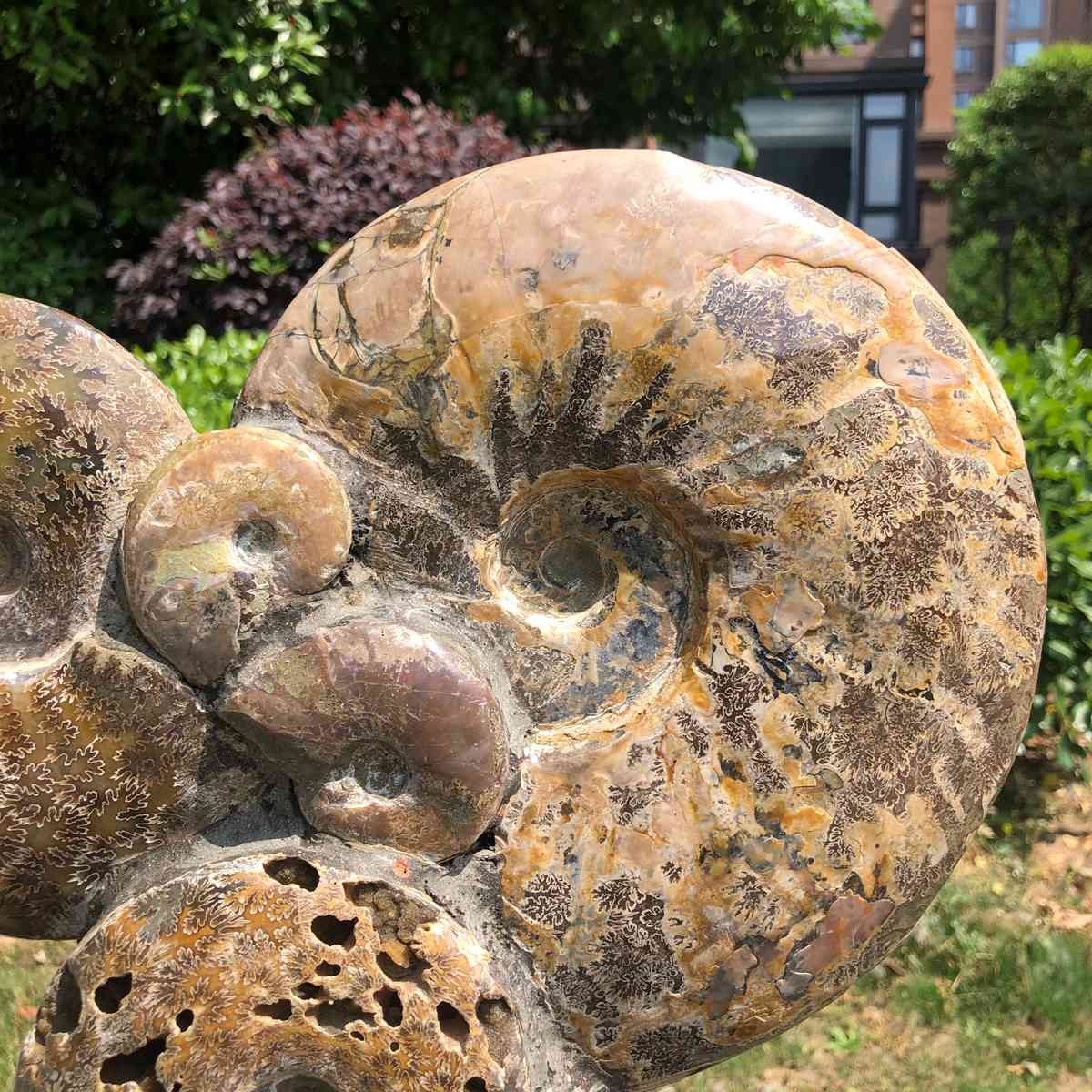17.46LB Rarem Natural Tentacle Ammonite Fossil Specimen Shell Healing Madagas