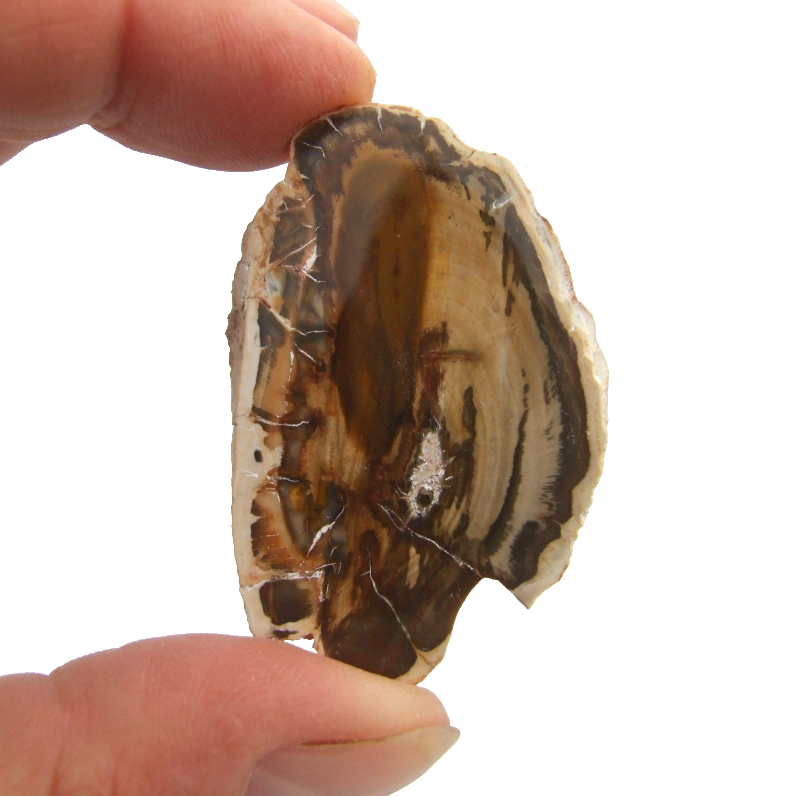 Fossil Petrified Wood Slice Madagascar Polished 4.5cm x 3cm 14g