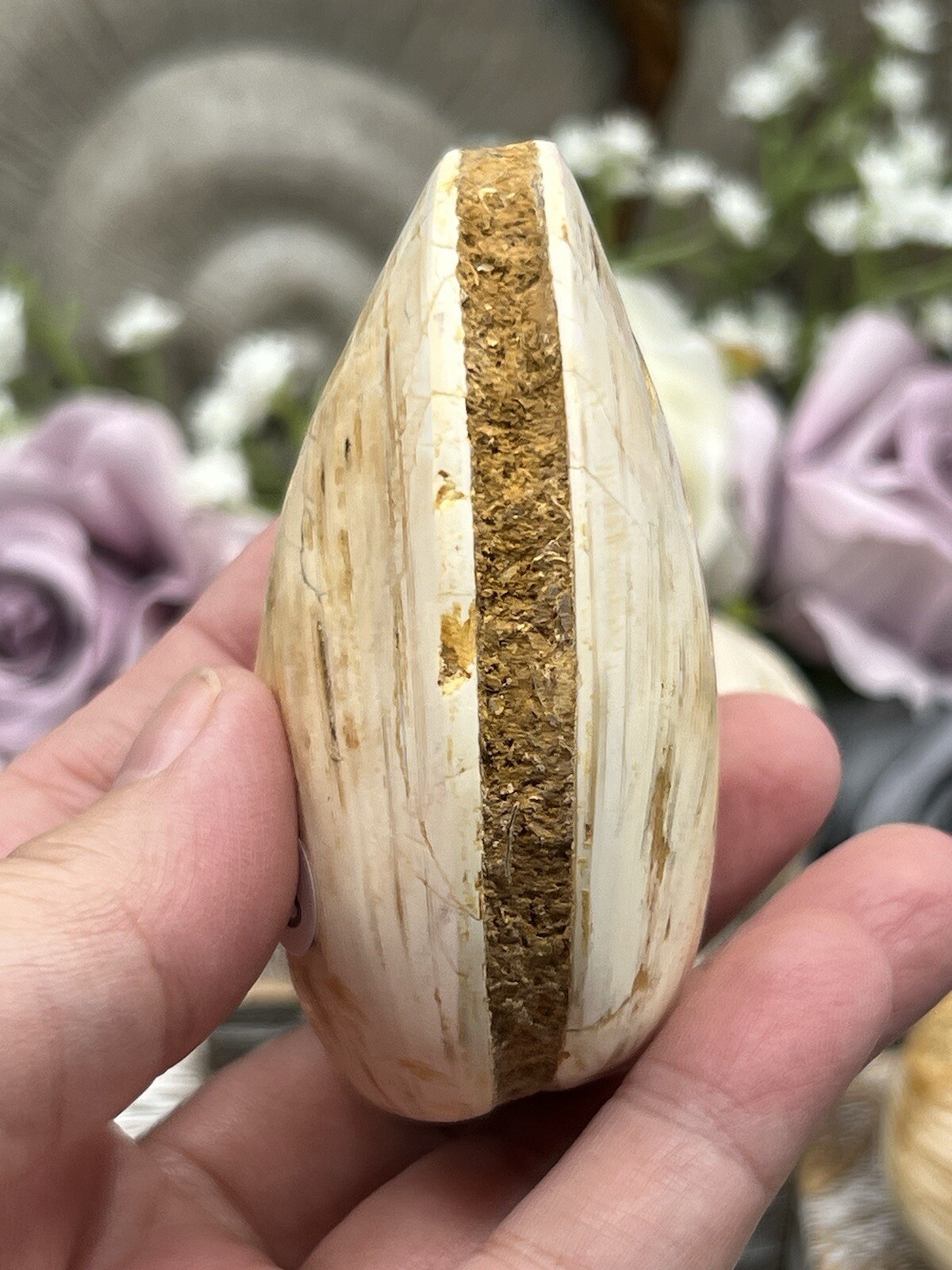 Natural Fossilized Polished Clam Shells from Madagascar Free ship & Gift