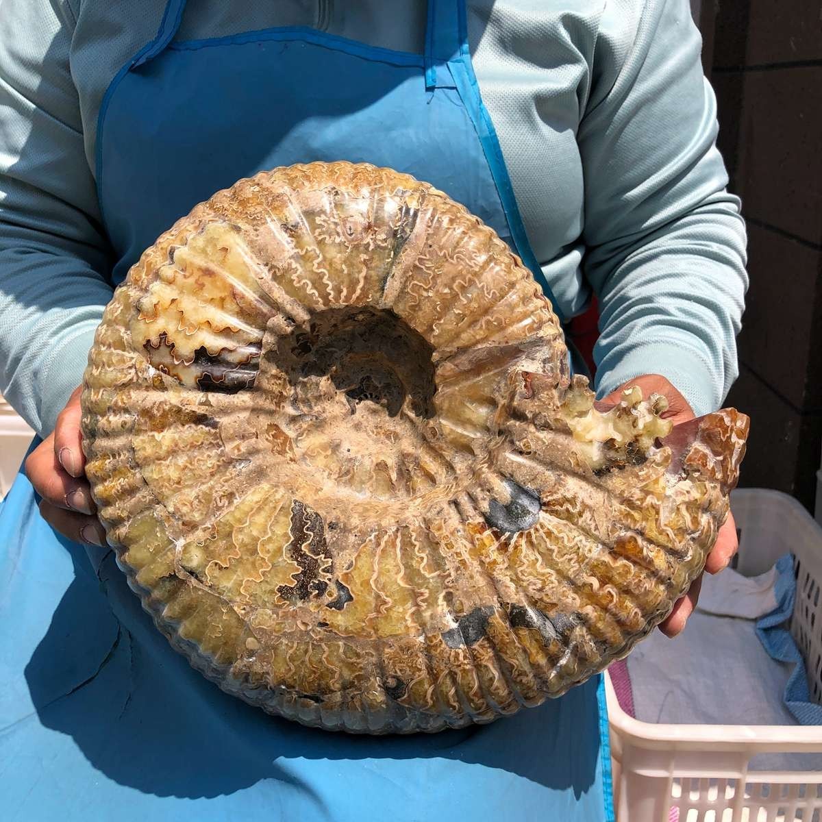 18.74LB Natural Beautiful Ammonite Fossil Conch Crystal Specimen Healing 5400