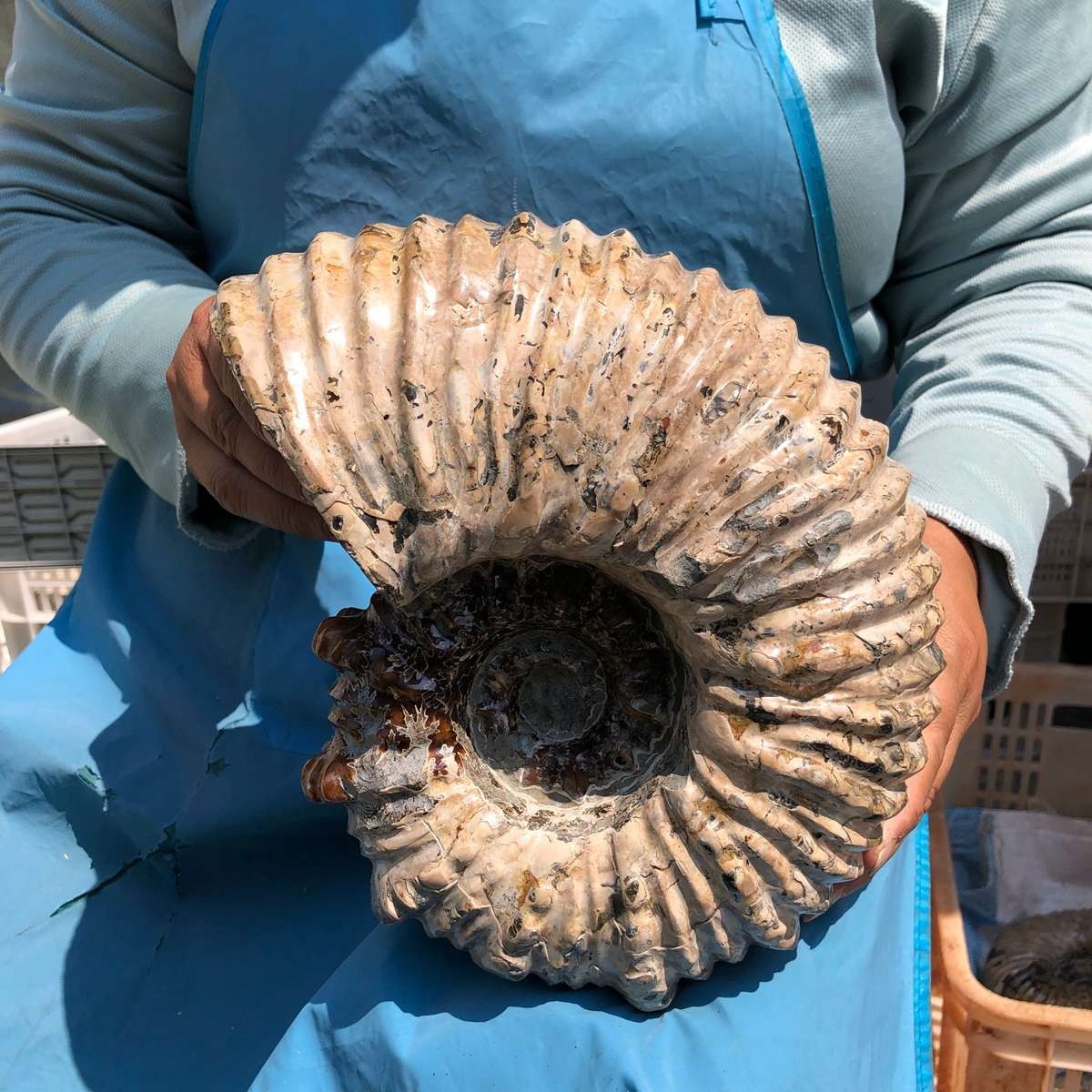 13.33LB Natural Beautiful Ammonite Fossil Conch Crystal Specimen Healing 5382