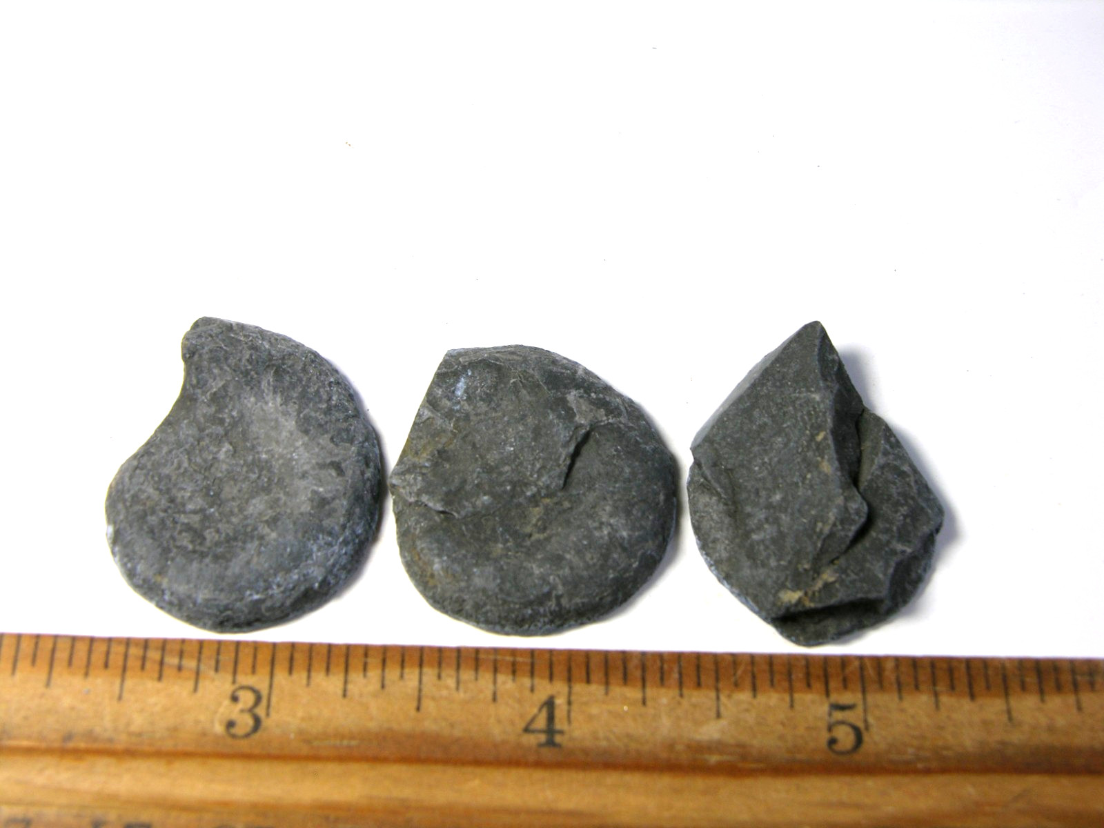 Ammonite pyrite replacement lot of 3 Jurassic polished RARE 1-1.5″ ap32