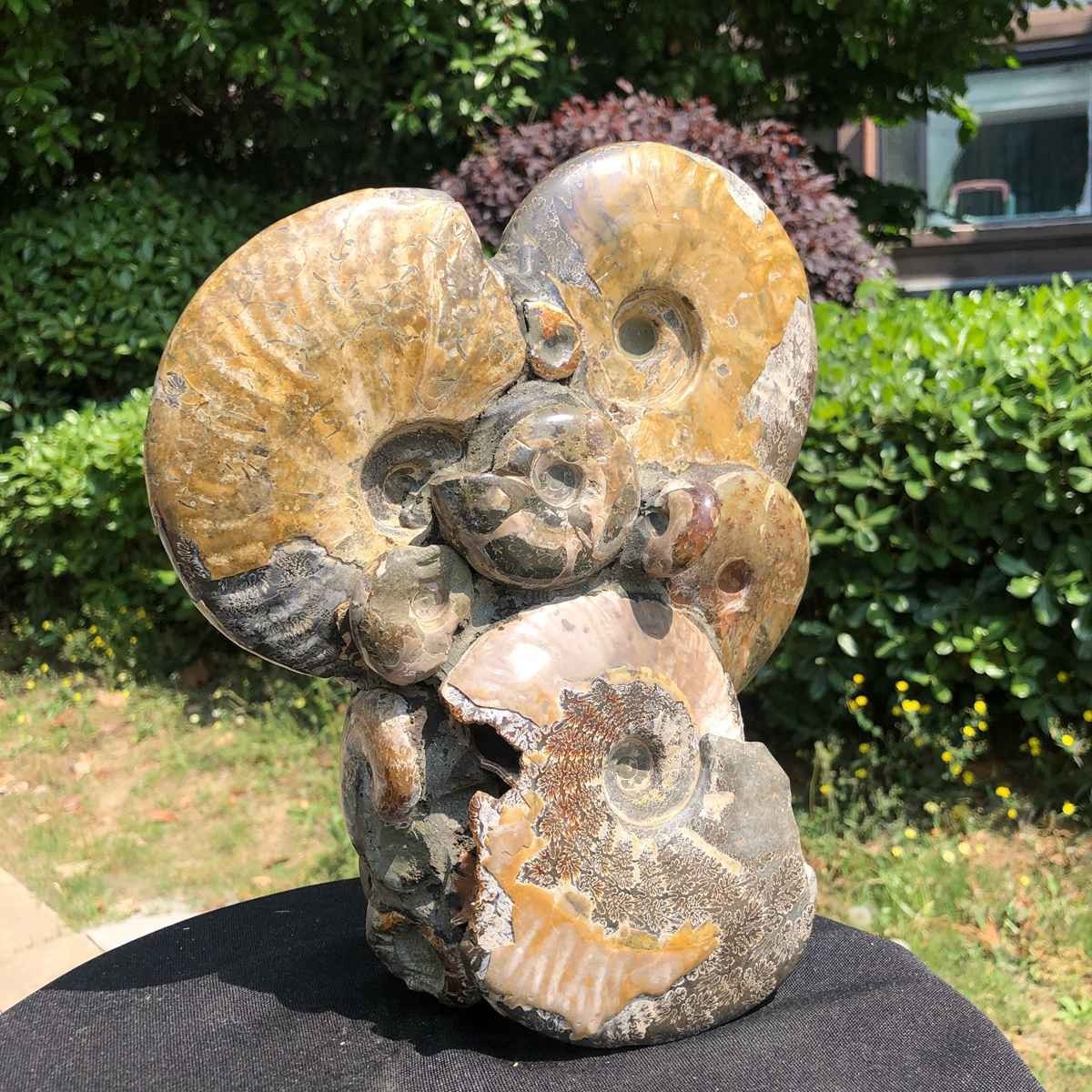 9.24LB Rare! Natural Tentacle Ammonite Fossil Specimen Shell Healing Madagasc