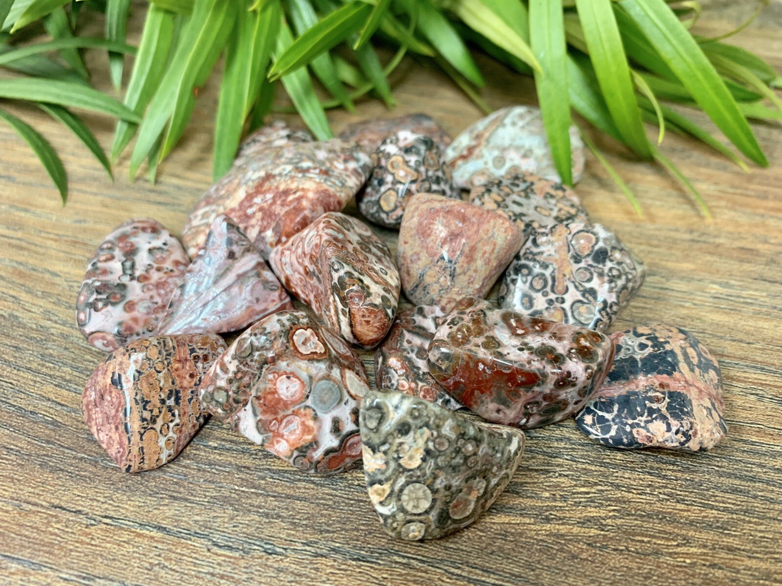 1/2 lb Leopard Skin Jasper Tumbled Stones Crystal Gemstone Specimen Reiki