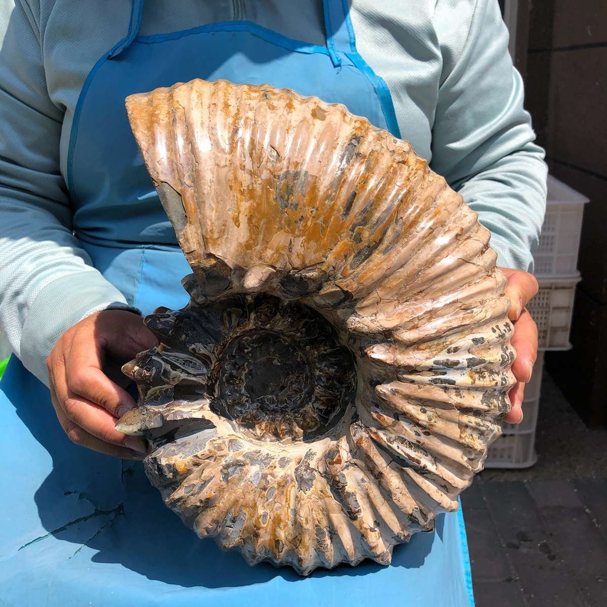 19.97LB Natural Beautiful Ammonite Fossil Conch Crystal Specimen Healing 5387