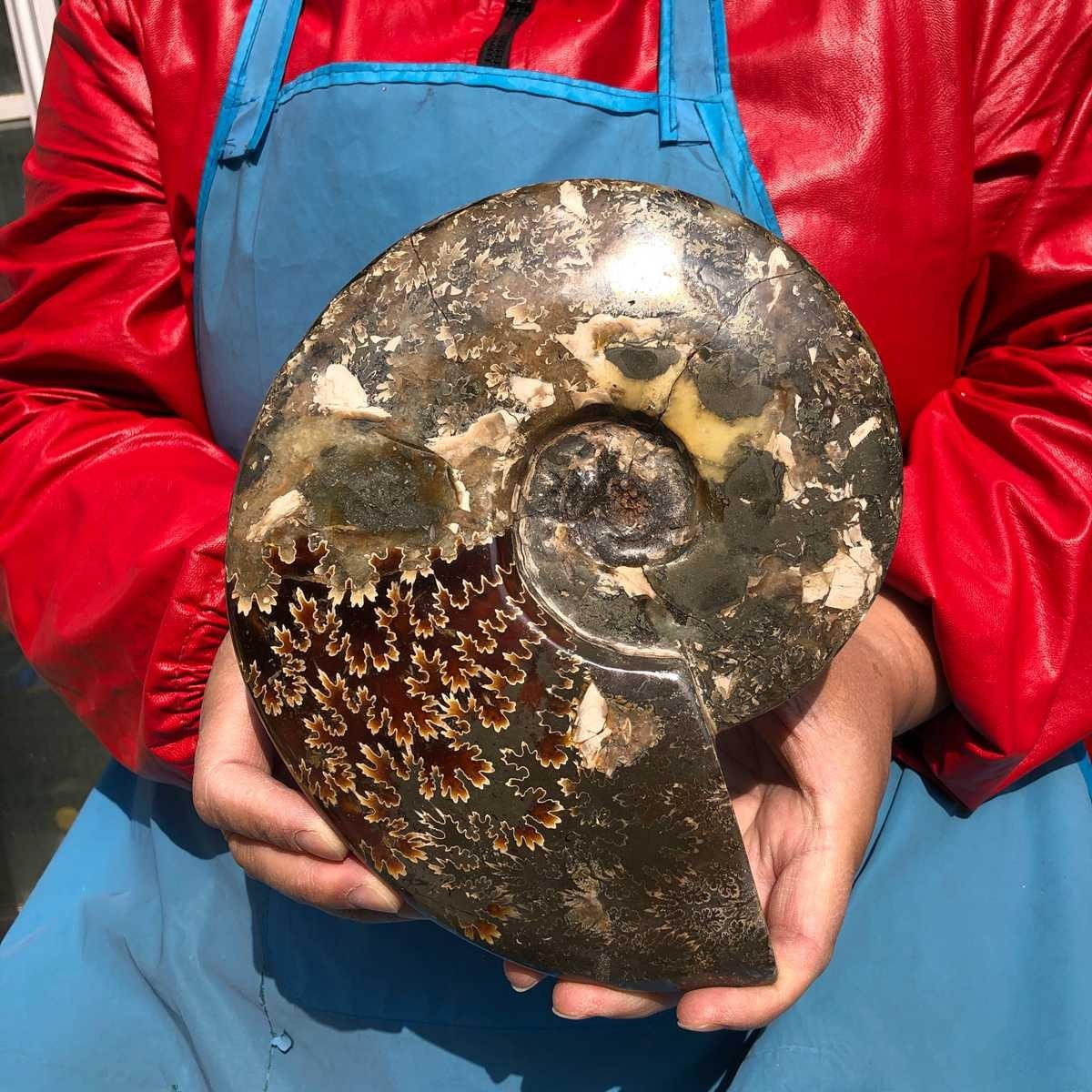 3.65LB AAA Natural Polished Ammonite Fossil with Suture Detail healing