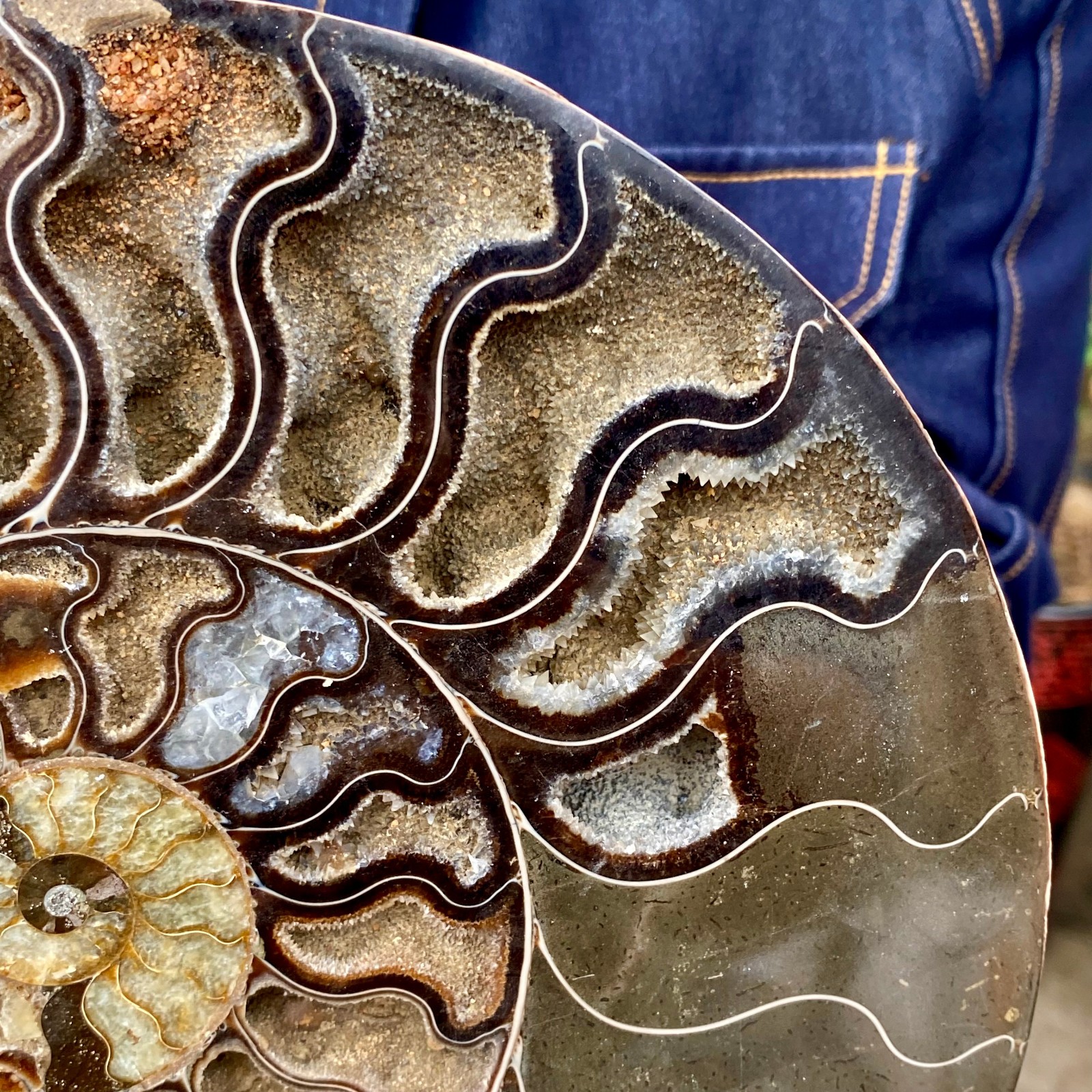 3.21LB Rare! Natural Tentacle Ammonite FossilSpecimen Shell Healing Madagascar