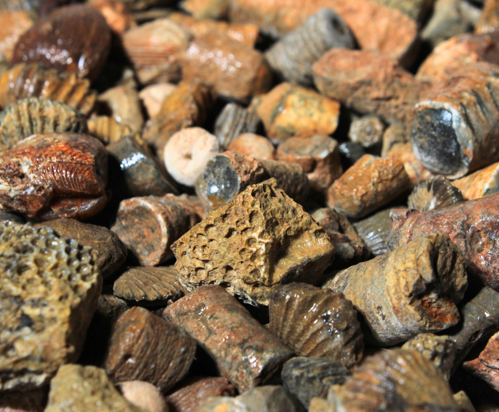 Fossil Mix – Rough Material for Tumbling – Bulk Wholesale 1LB options