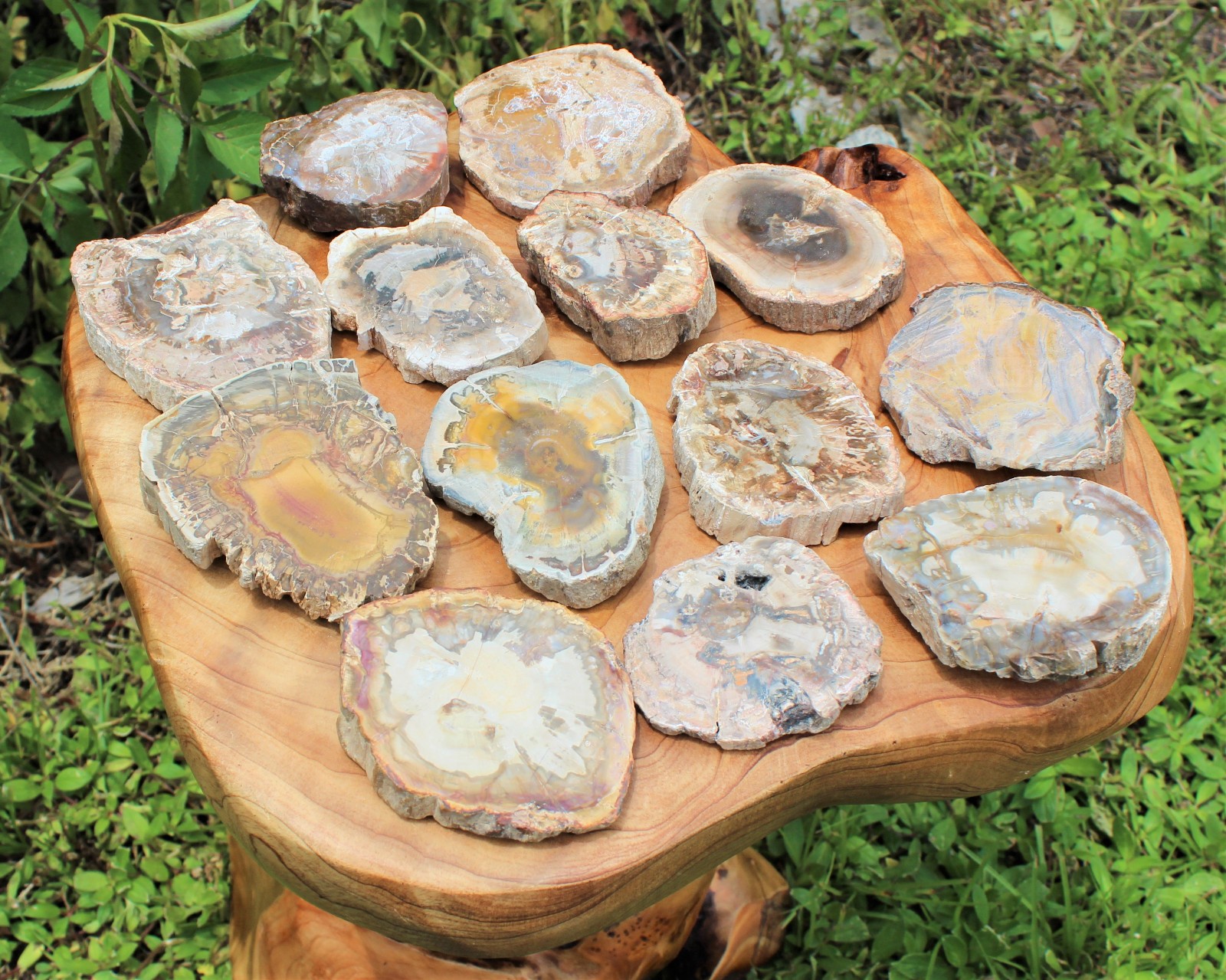 LARGE Petrified Wood Slabs 3.5 – 6″ (Fossilized Wood, Polished Petrified Wood)