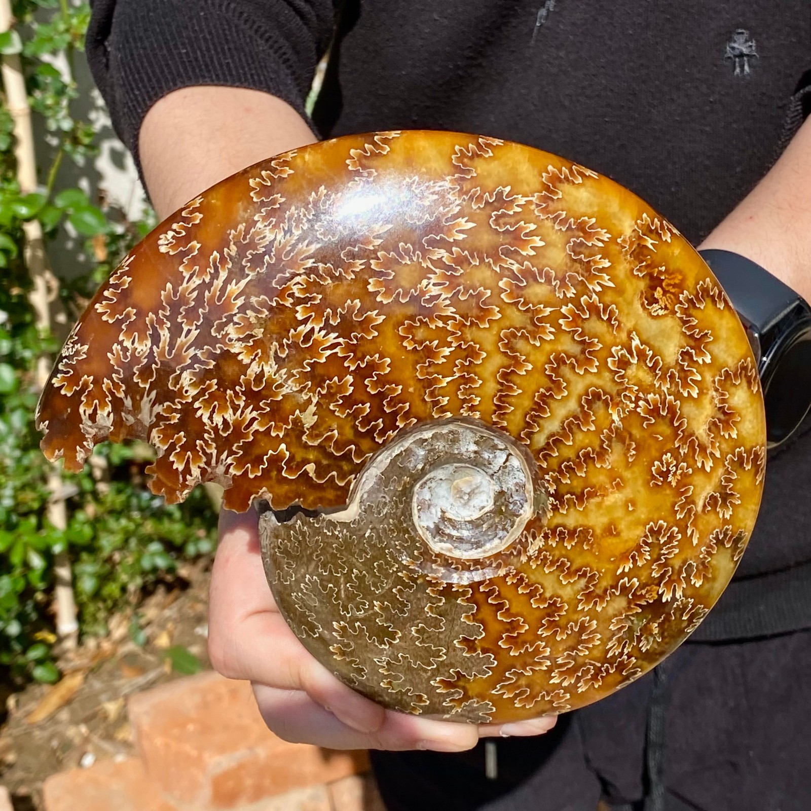 2.51LB Rare natural Natural conch fossil specimens of Madagascar