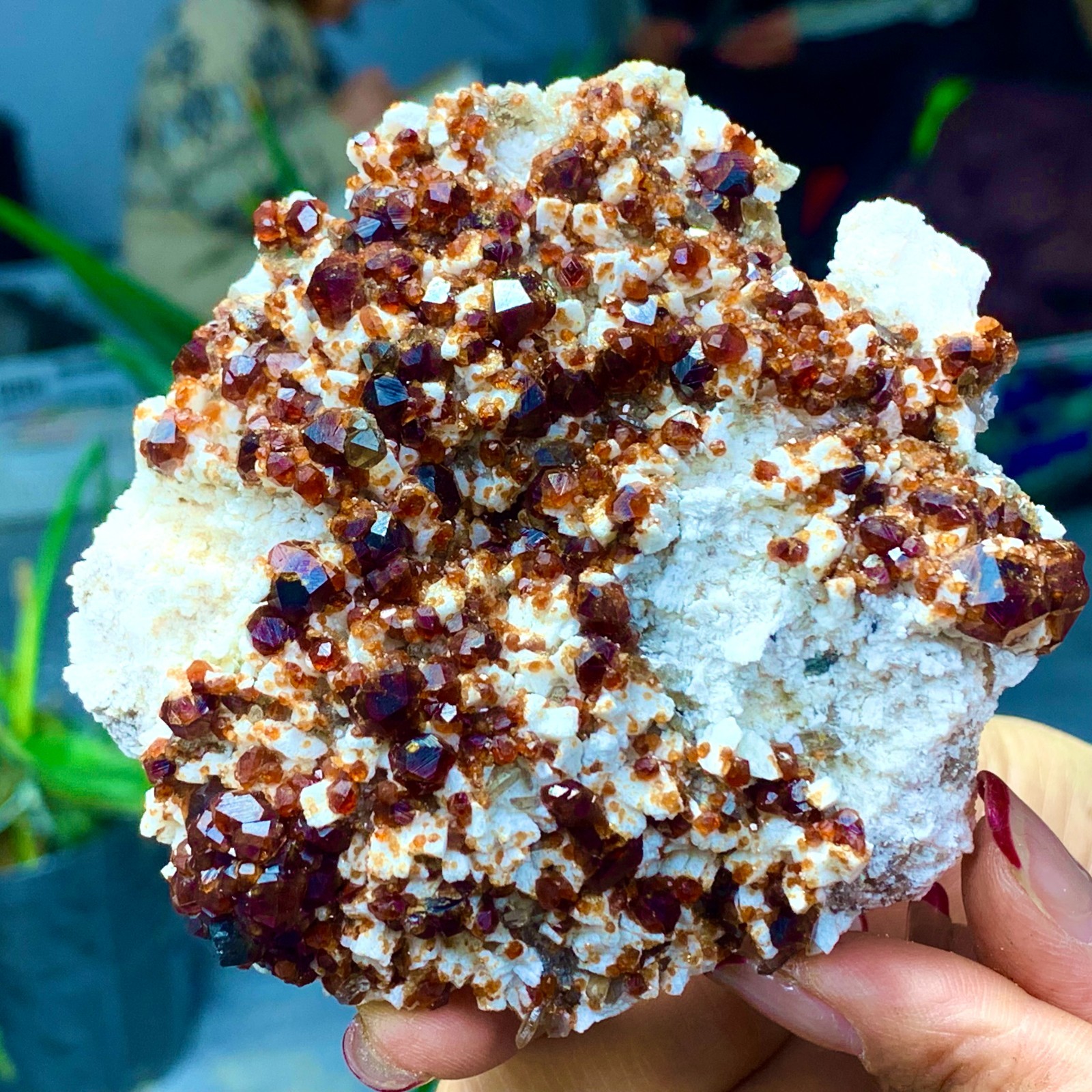 205G Natural Garnet with rock Gorgeous rough raw Crystal Mineral Specimen D32