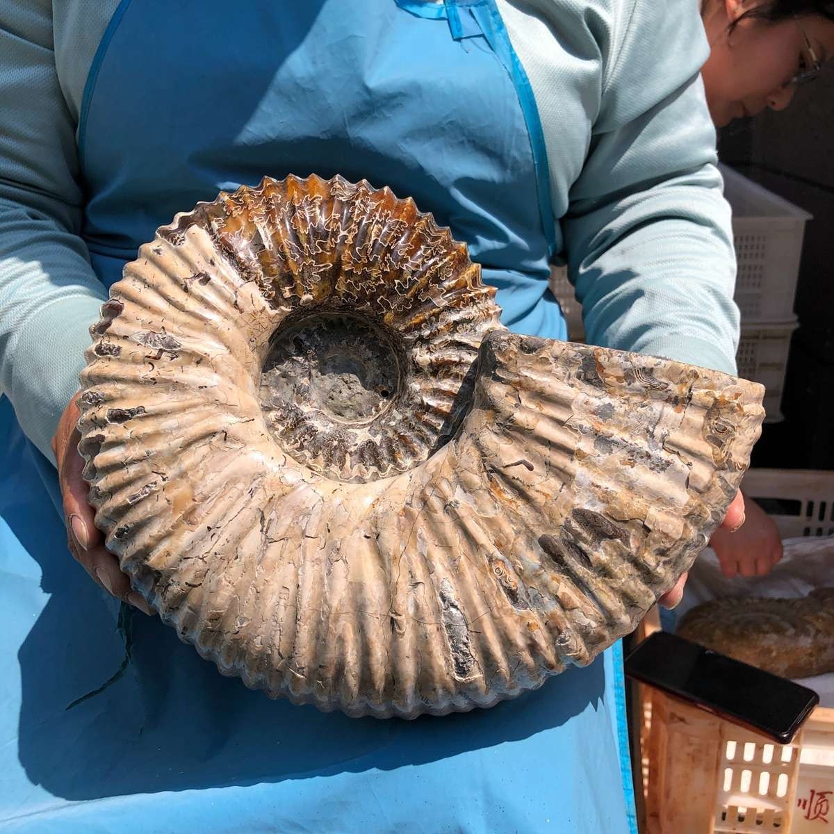17.75LB Natural Beautiful Ammonite Fossil Conch Crystal Specimen Healing 5386